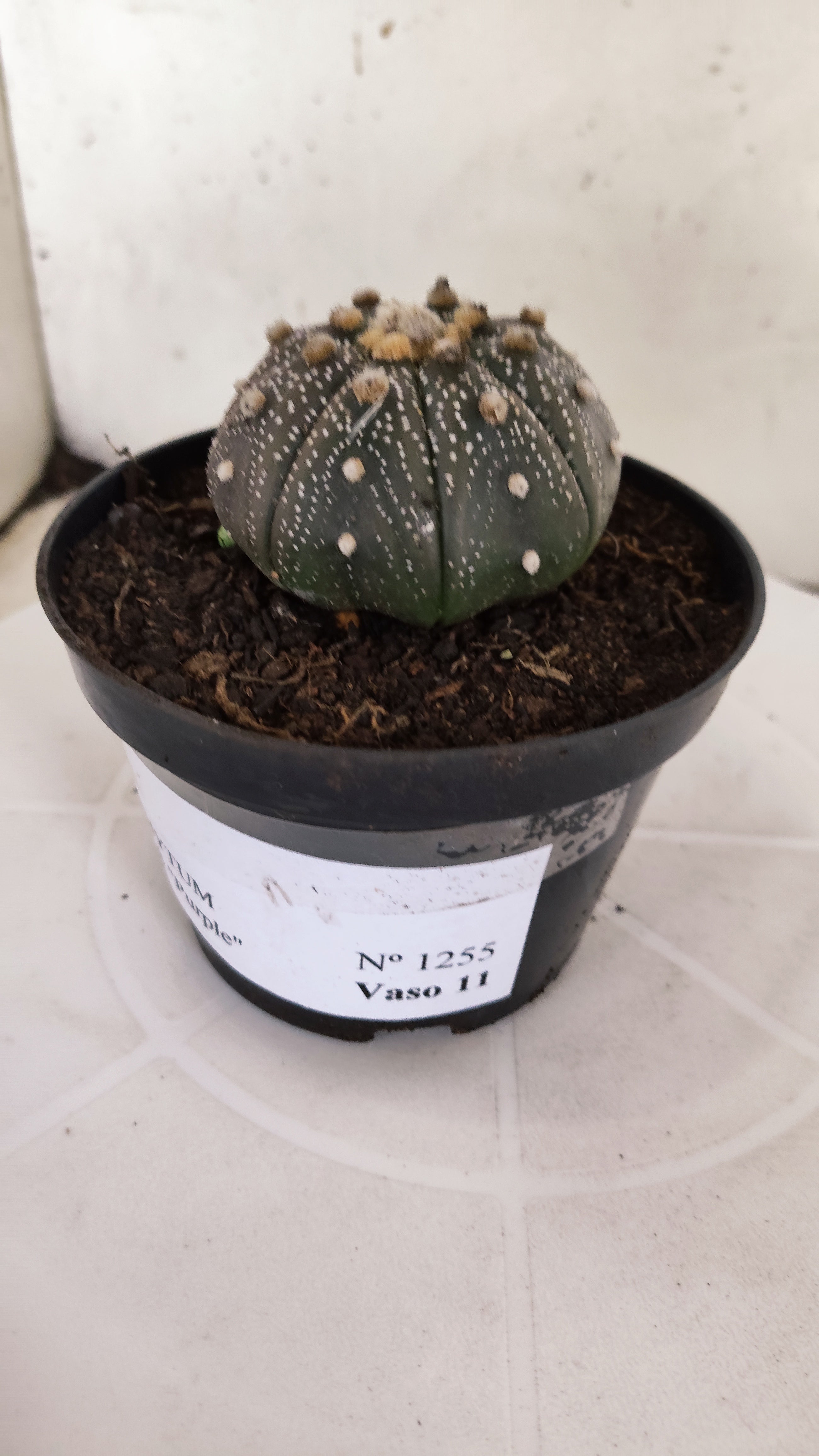 MATRIZ ASTROPHYTUM ASTÉRIAS "Purple" Nº 1255 – vaso 11