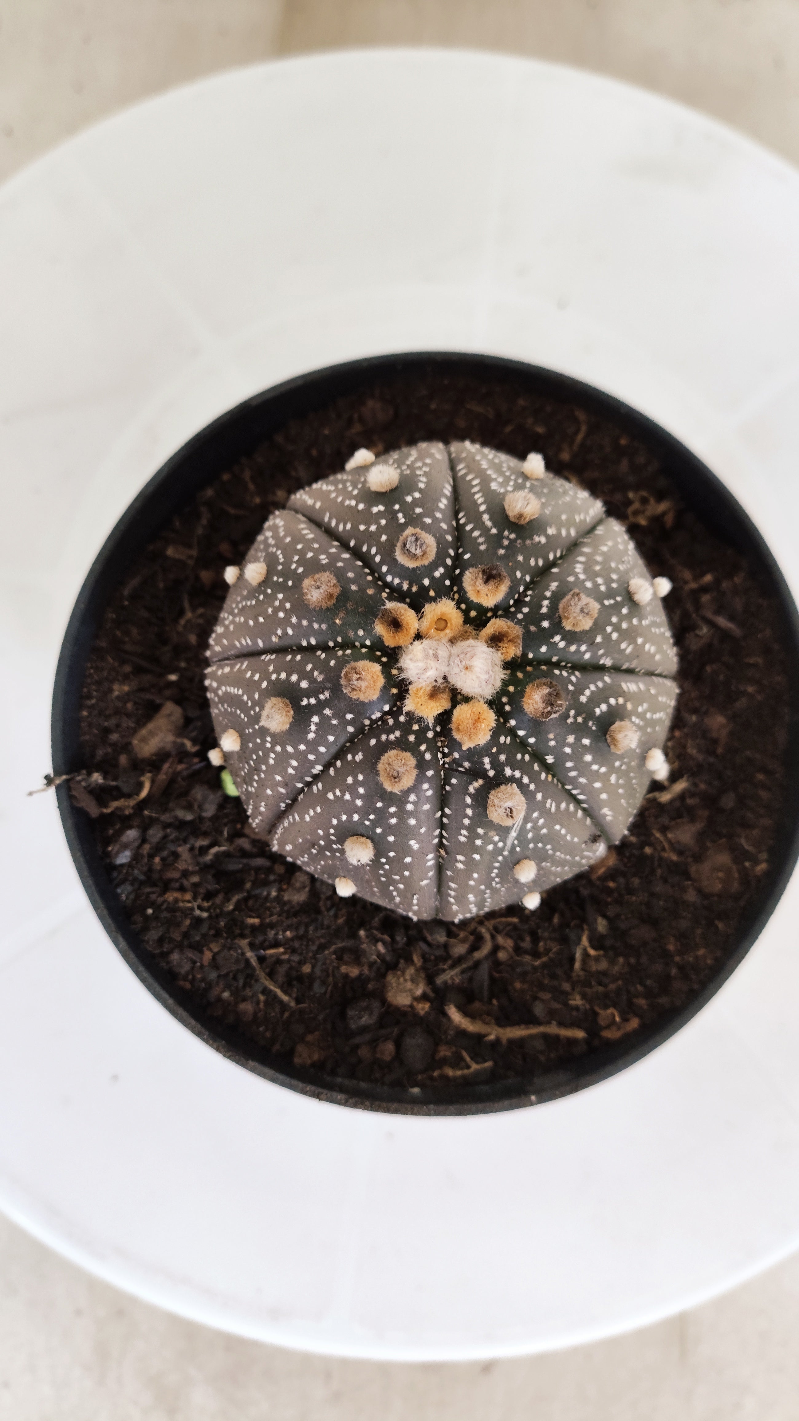 MATRIZ ASTROPHYTUM ASTÉRIAS "Purple" Nº 1255 – vaso 11