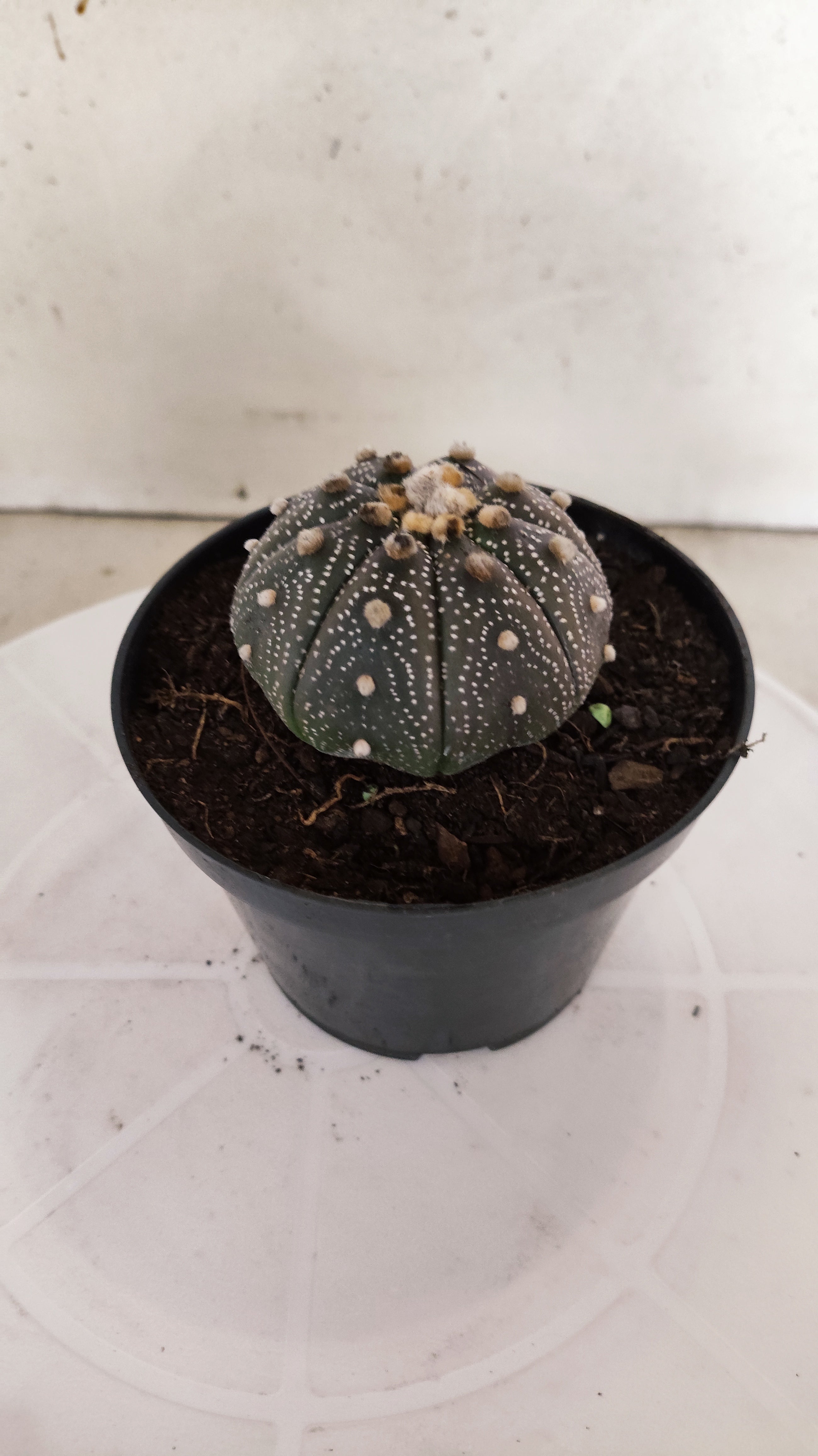 MATRIZ ASTROPHYTUM ASTÉRIAS "Purple" Nº 1255 – vaso 11