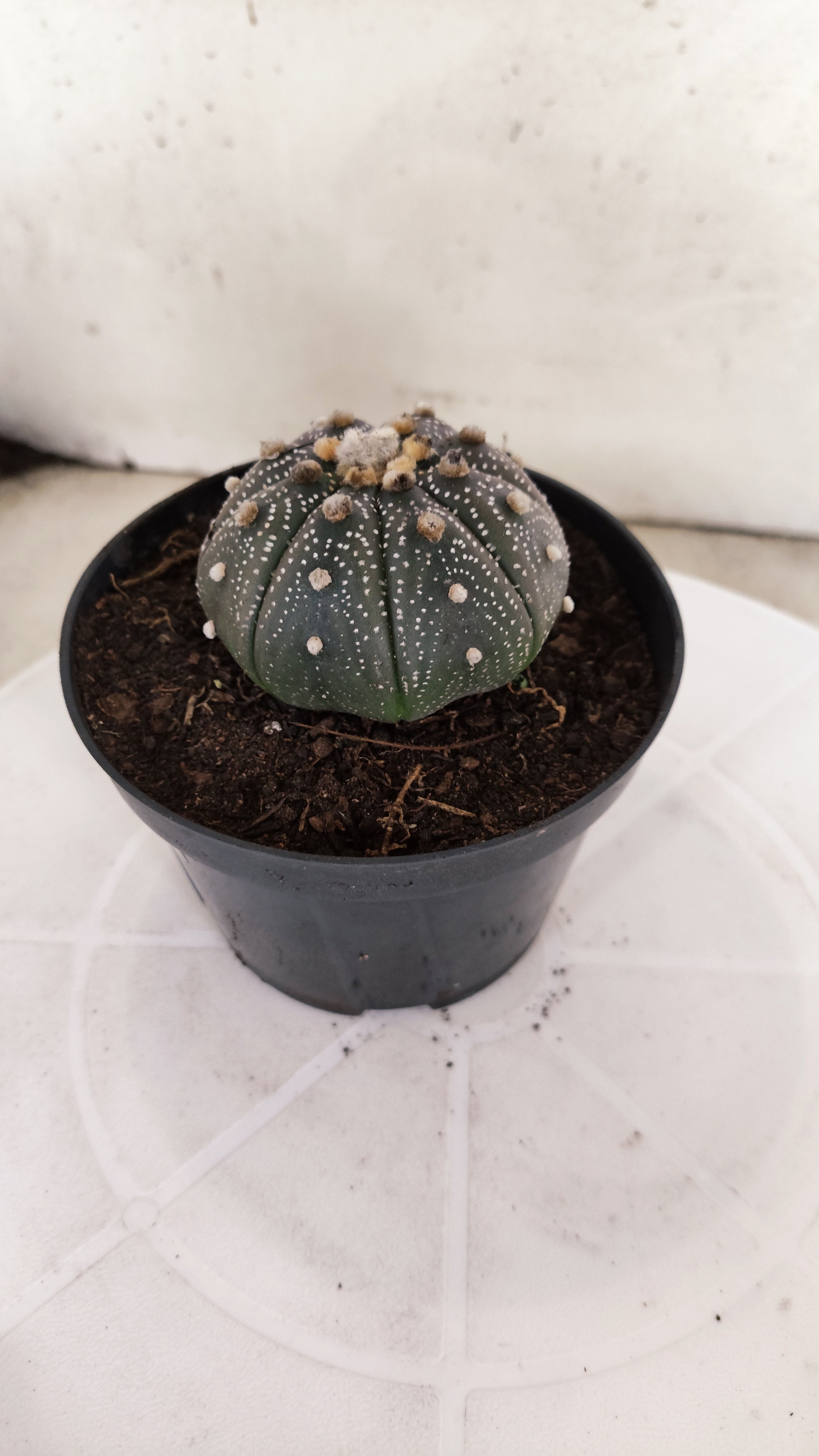 MATRIZ ASTROPHYTUM ASTÉRIAS "Purple" Nº 1255 – vaso 11