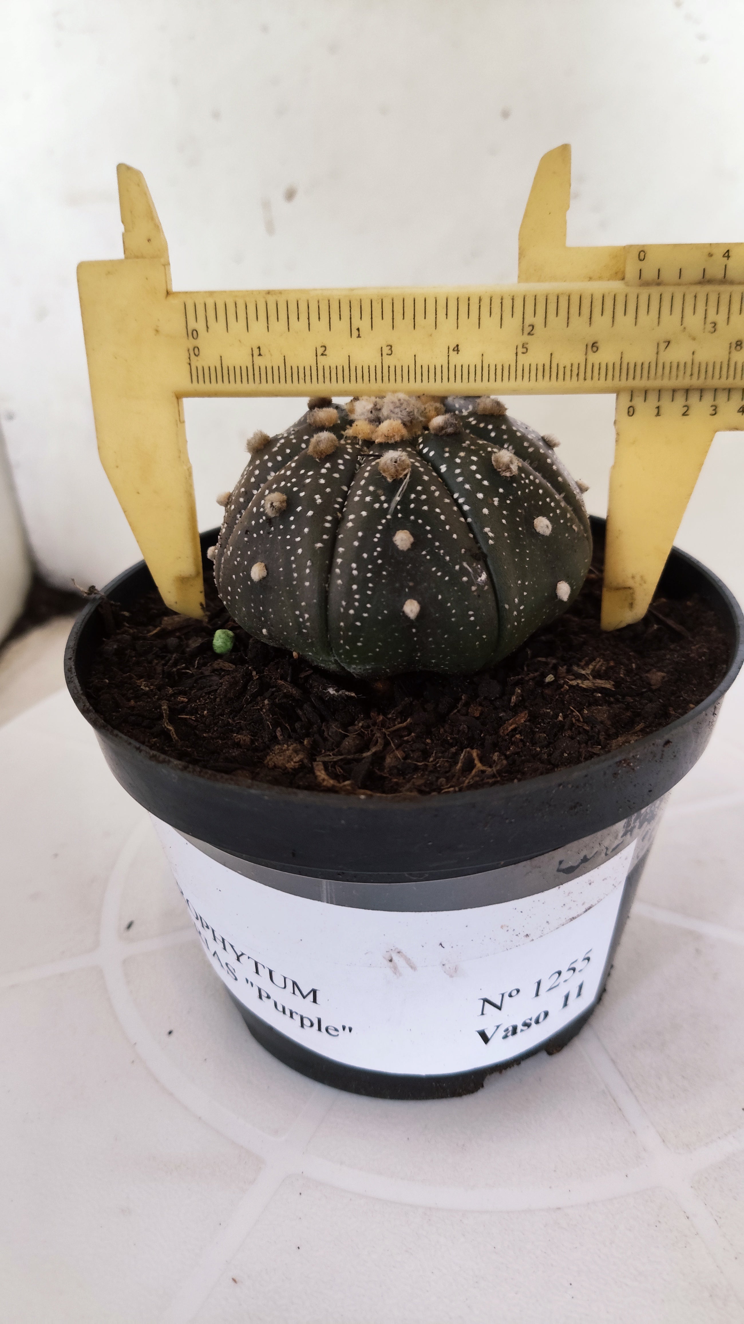 MATRIZ ASTROPHYTUM ASTÉRIAS "Purple" Nº 1255 – vaso 11