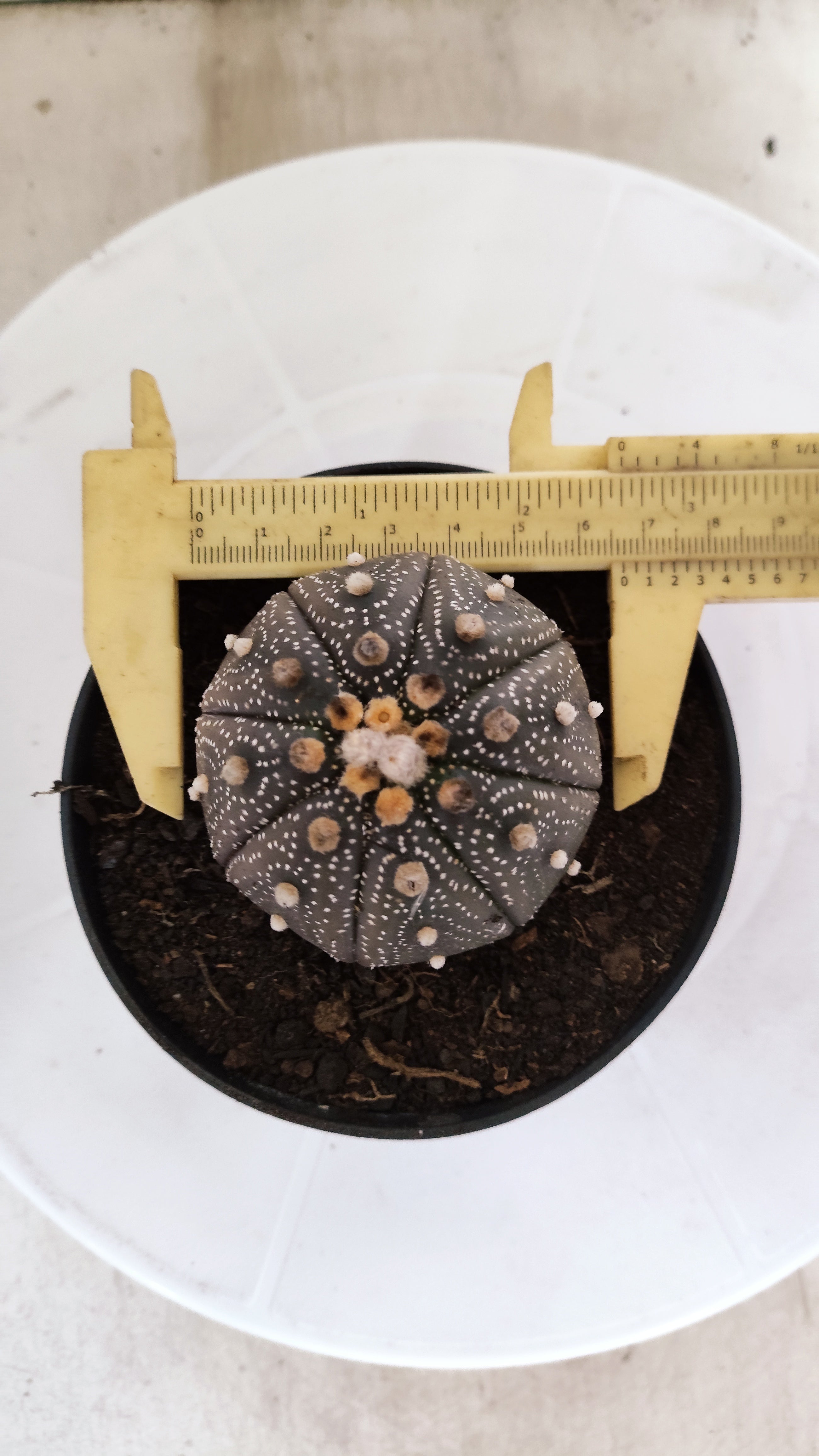 MATRIZ ASTROPHYTUM ASTÉRIAS "Purple" Nº 1255 – vaso 11