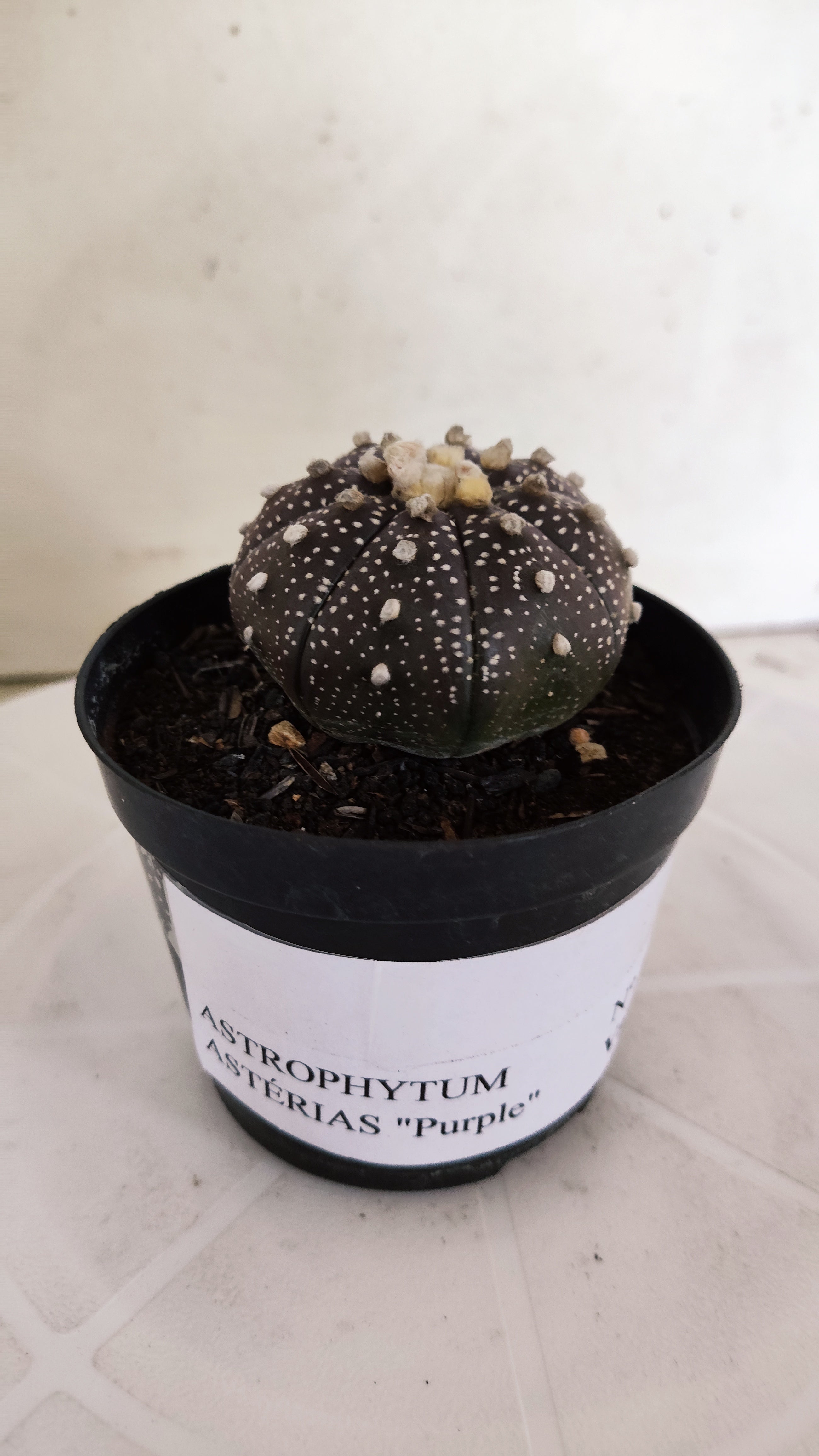MATRIZ ASTROPHYTUM ASTÉRIAS "Purple" Nº 1256 – vaso 09