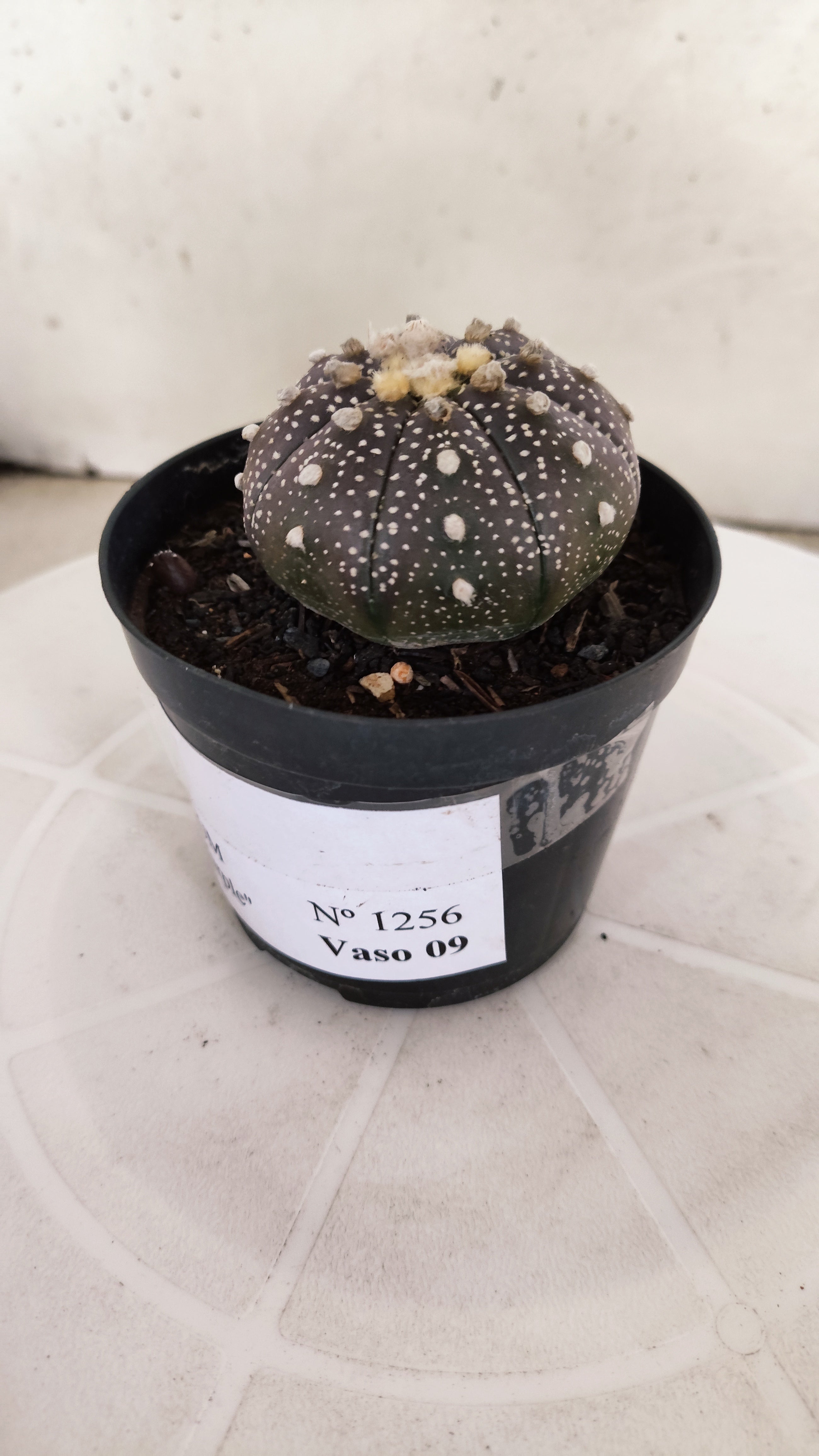 MATRIZ ASTROPHYTUM ASTÉRIAS "Purple" Nº 1256 – vaso 09