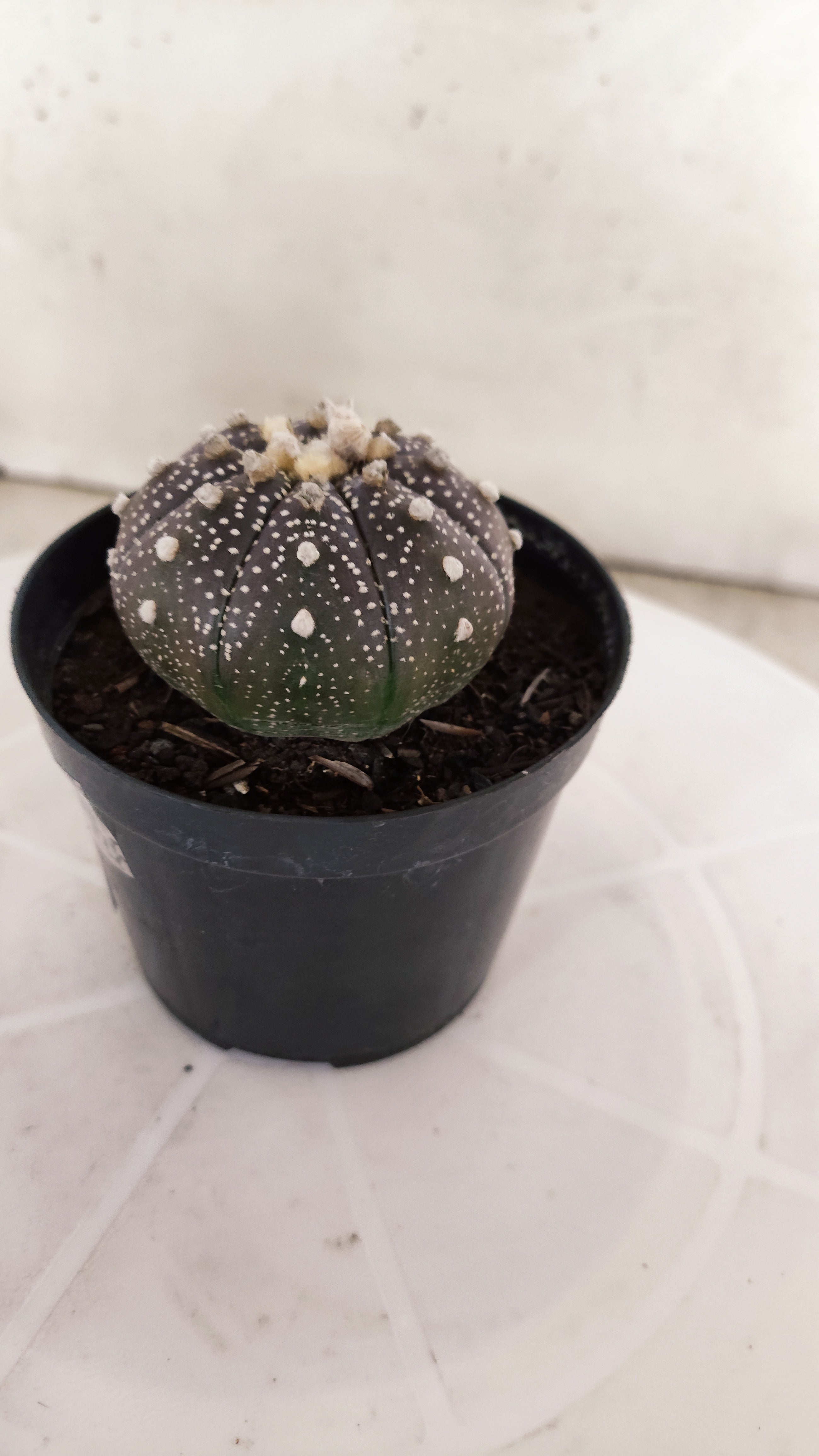 MATRIZ ASTROPHYTUM ASTÉRIAS "Purple" Nº 1256 – vaso 09