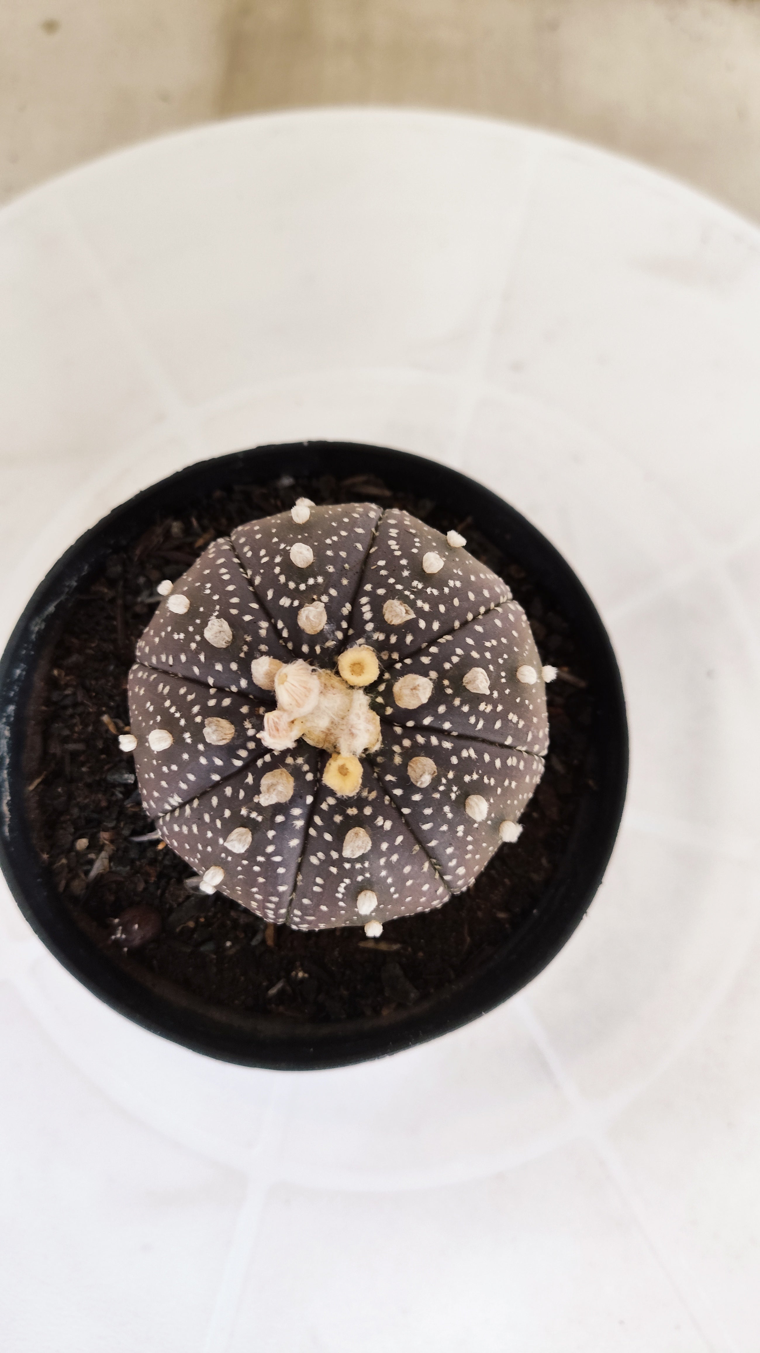 MATRIZ ASTROPHYTUM ASTÉRIAS "Purple" Nº 1256 – vaso 09