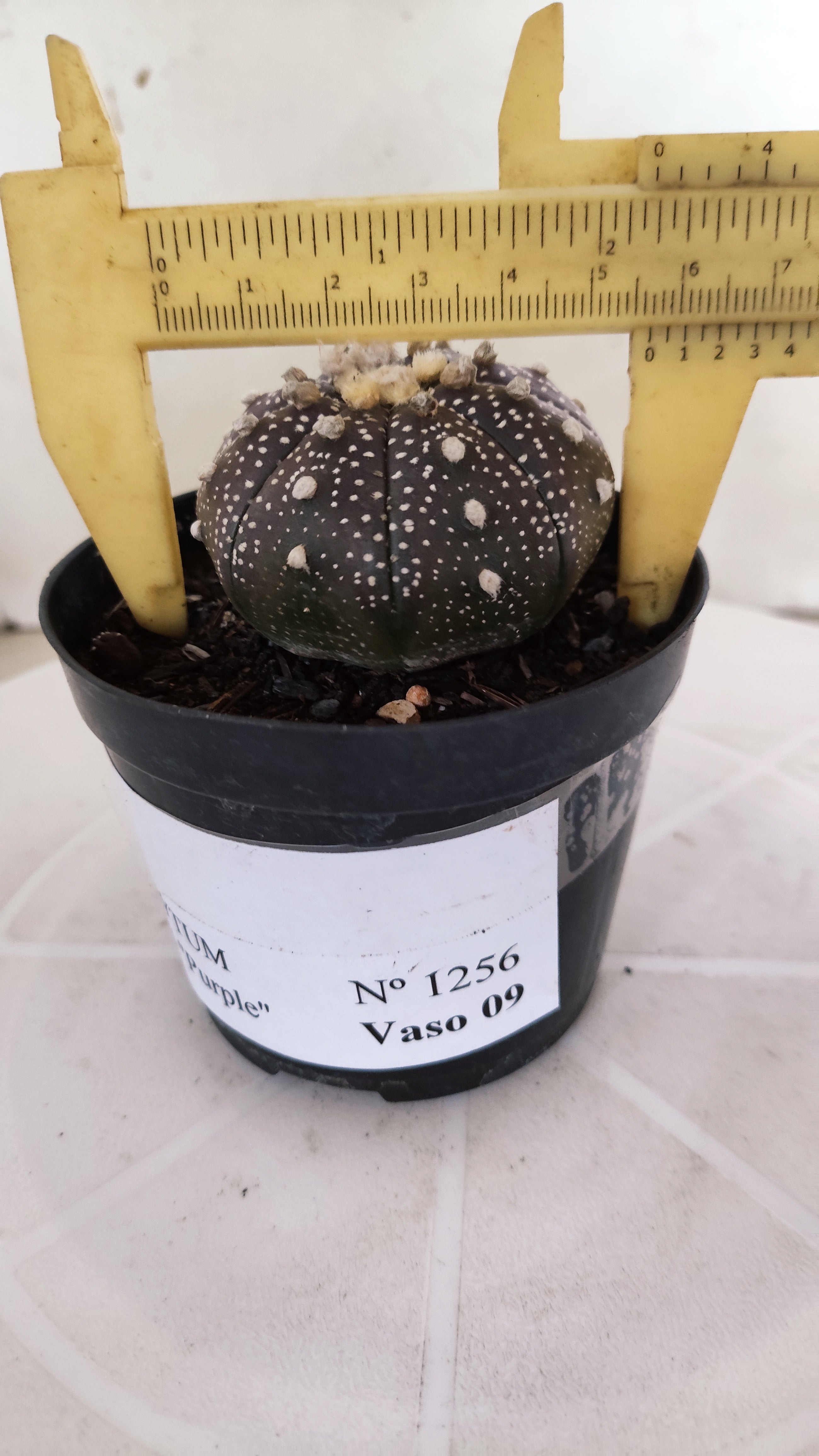MATRIZ ASTROPHYTUM ASTÉRIAS "Purple" Nº 1256 – vaso 09