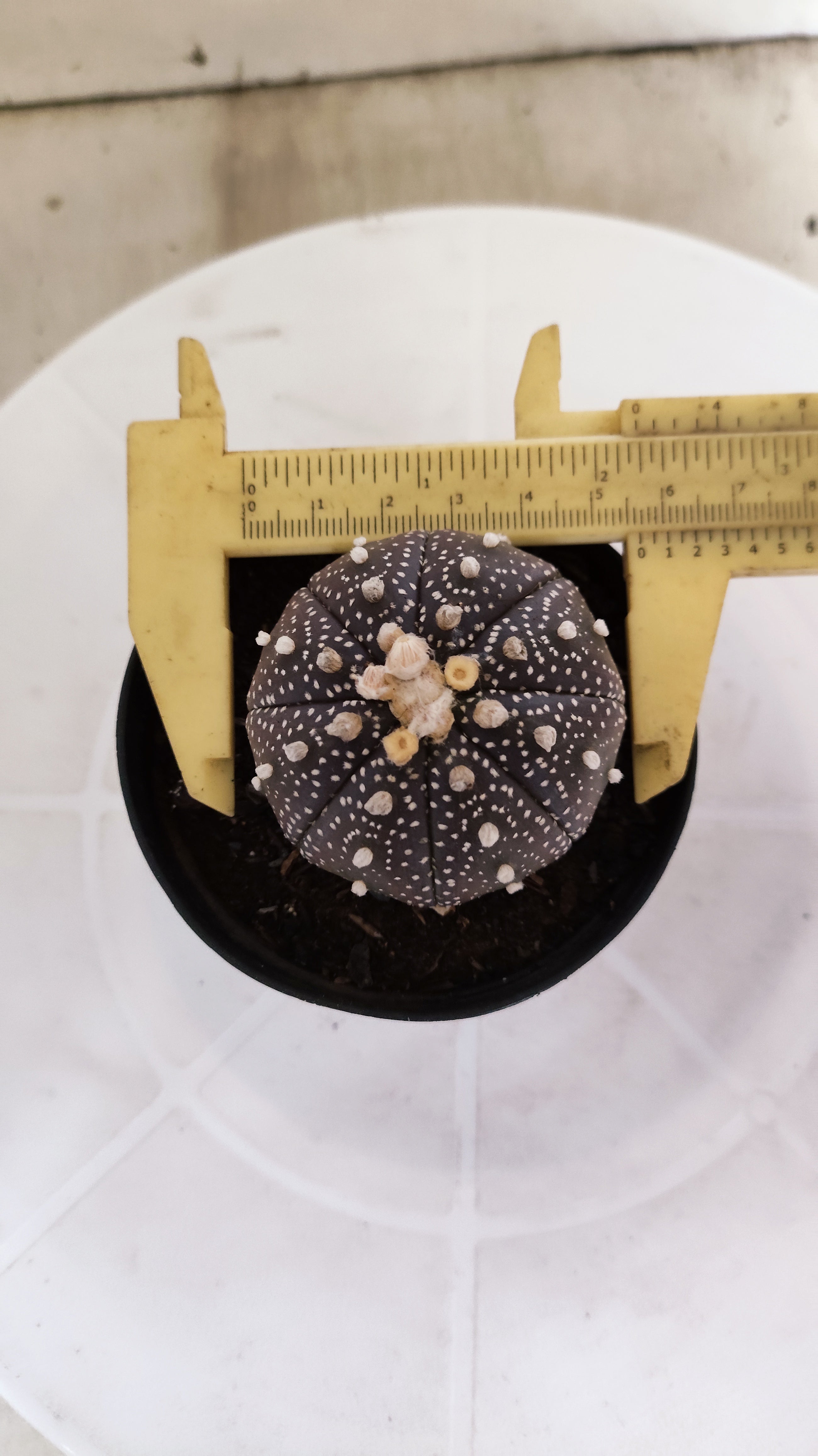 MATRIZ ASTROPHYTUM ASTÉRIAS "Purple" Nº 1256 – vaso 09