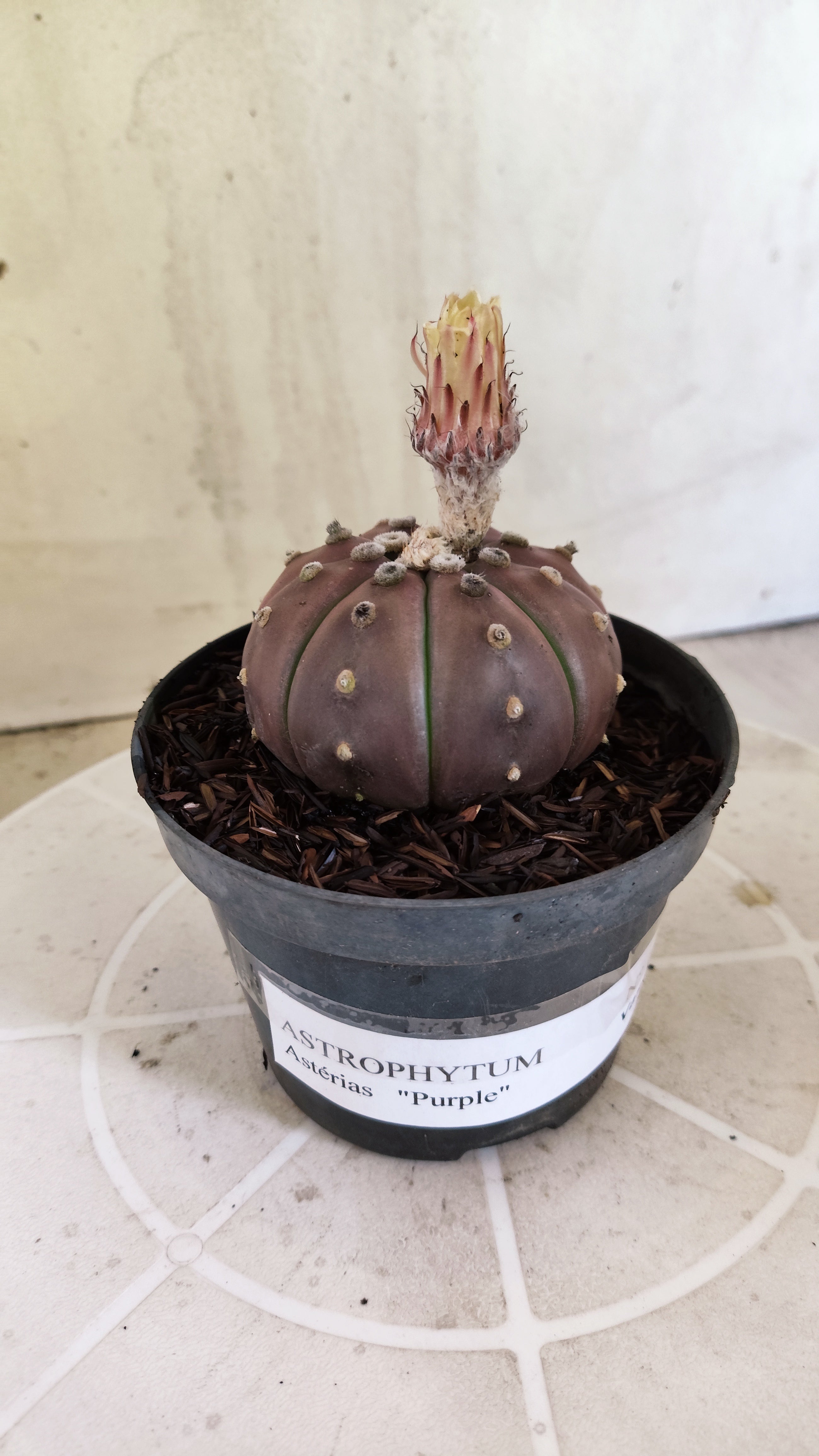 ASTROPHYTUM ASTERIAS “Purple”  Nº 1397 – vaso 11