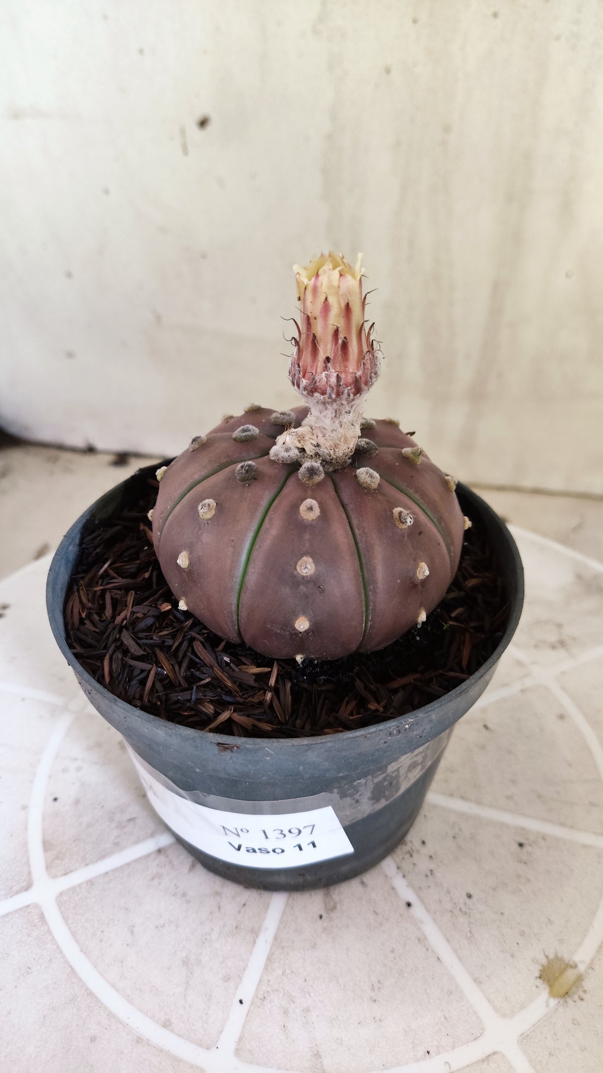 ASTROPHYTUM ASTERIAS “Purple”  Nº 1397 – vaso 11