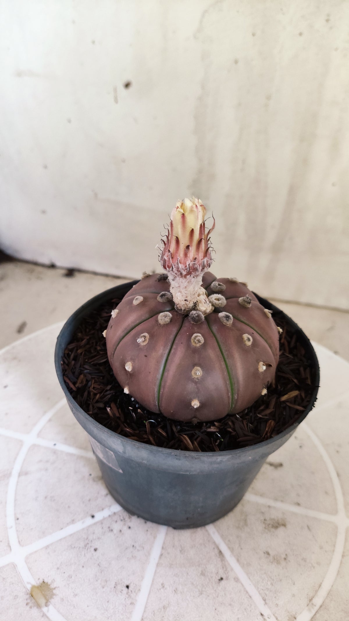ASTROPHYTUM ASTERIAS “Purple”  Nº 1397 – vaso 11