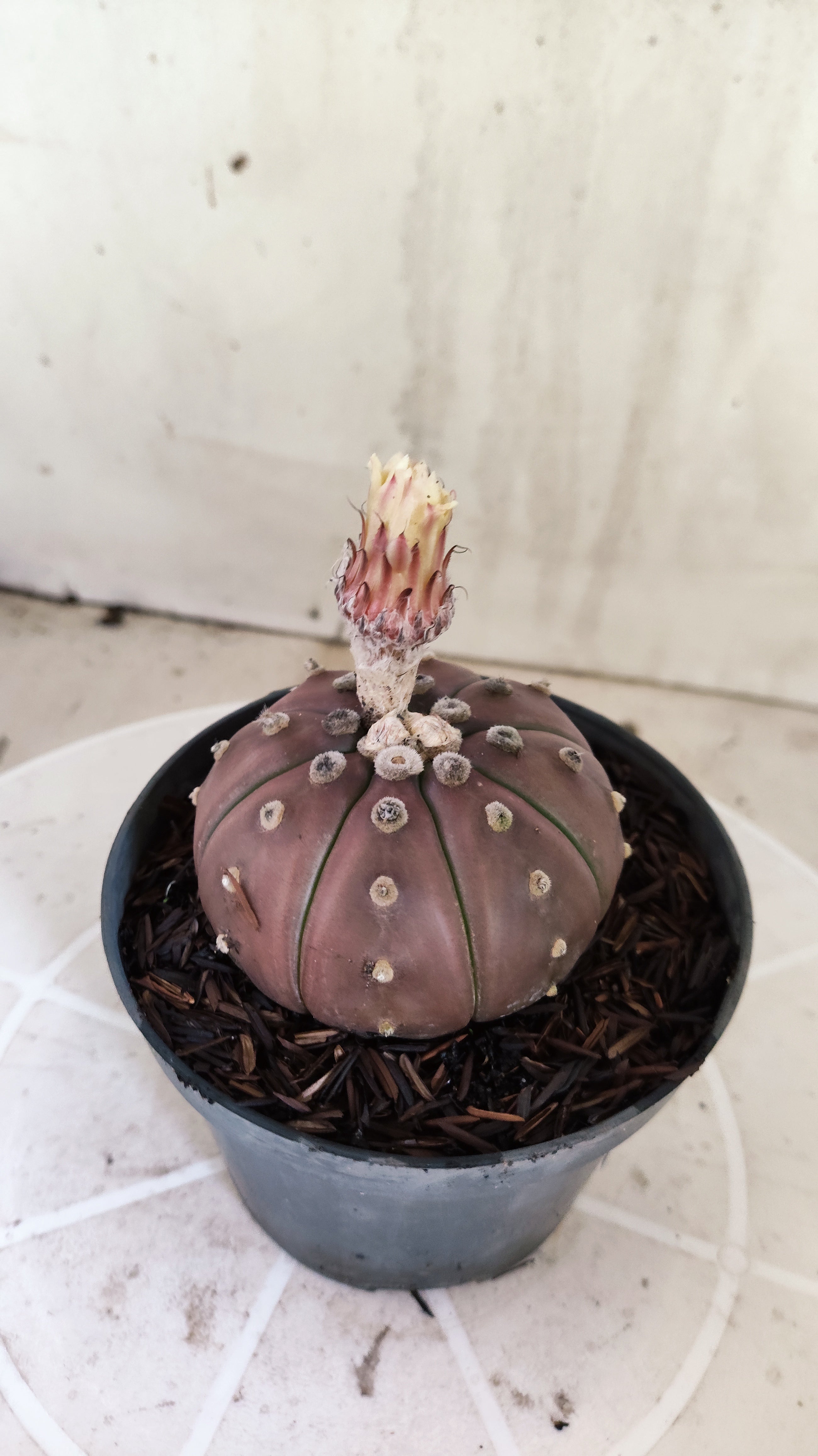 ASTROPHYTUM ASTERIAS “Purple”  Nº 1397 – vaso 11