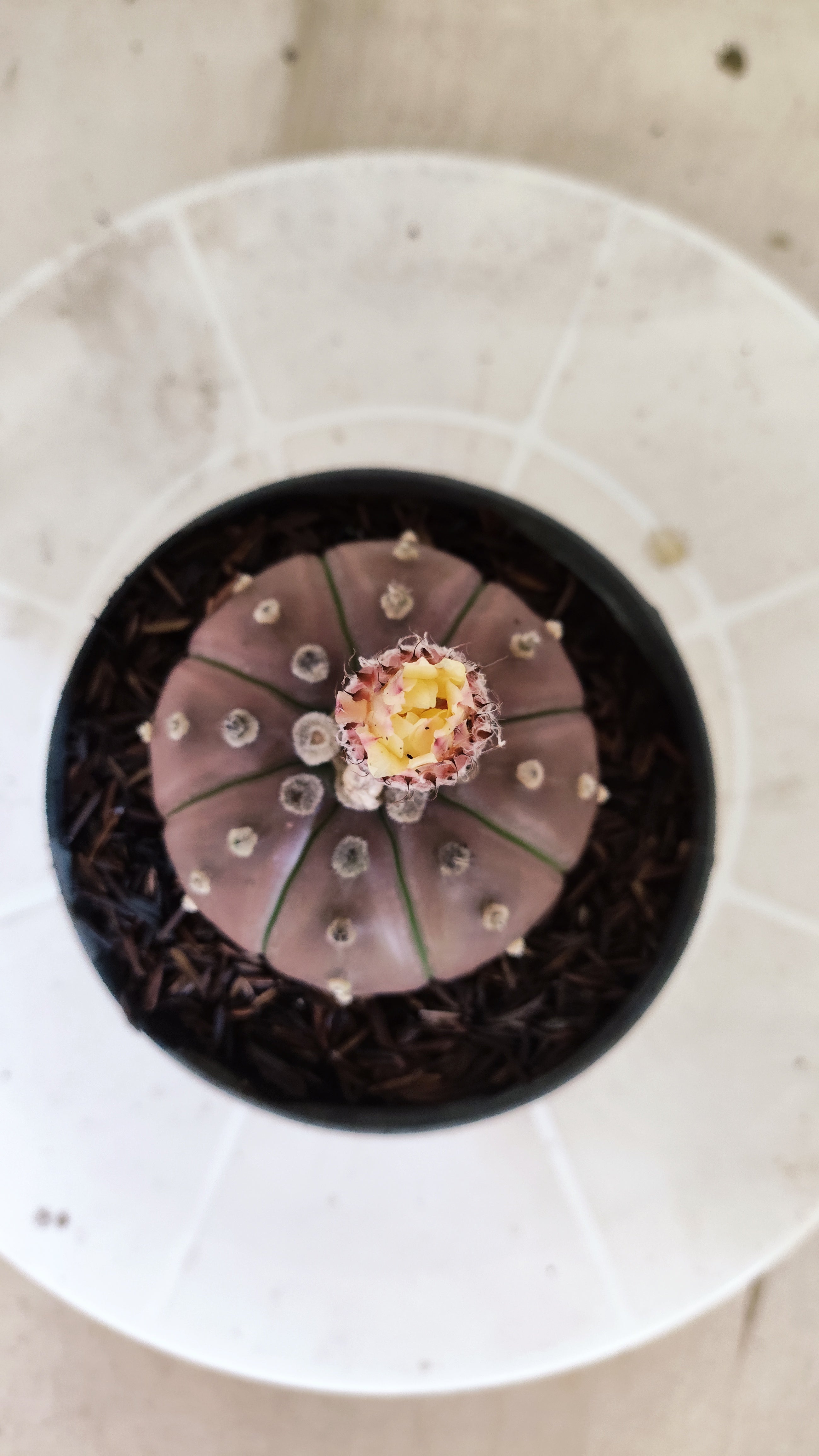 ASTROPHYTUM ASTERIAS “Purple”  Nº 1397 – vaso 11