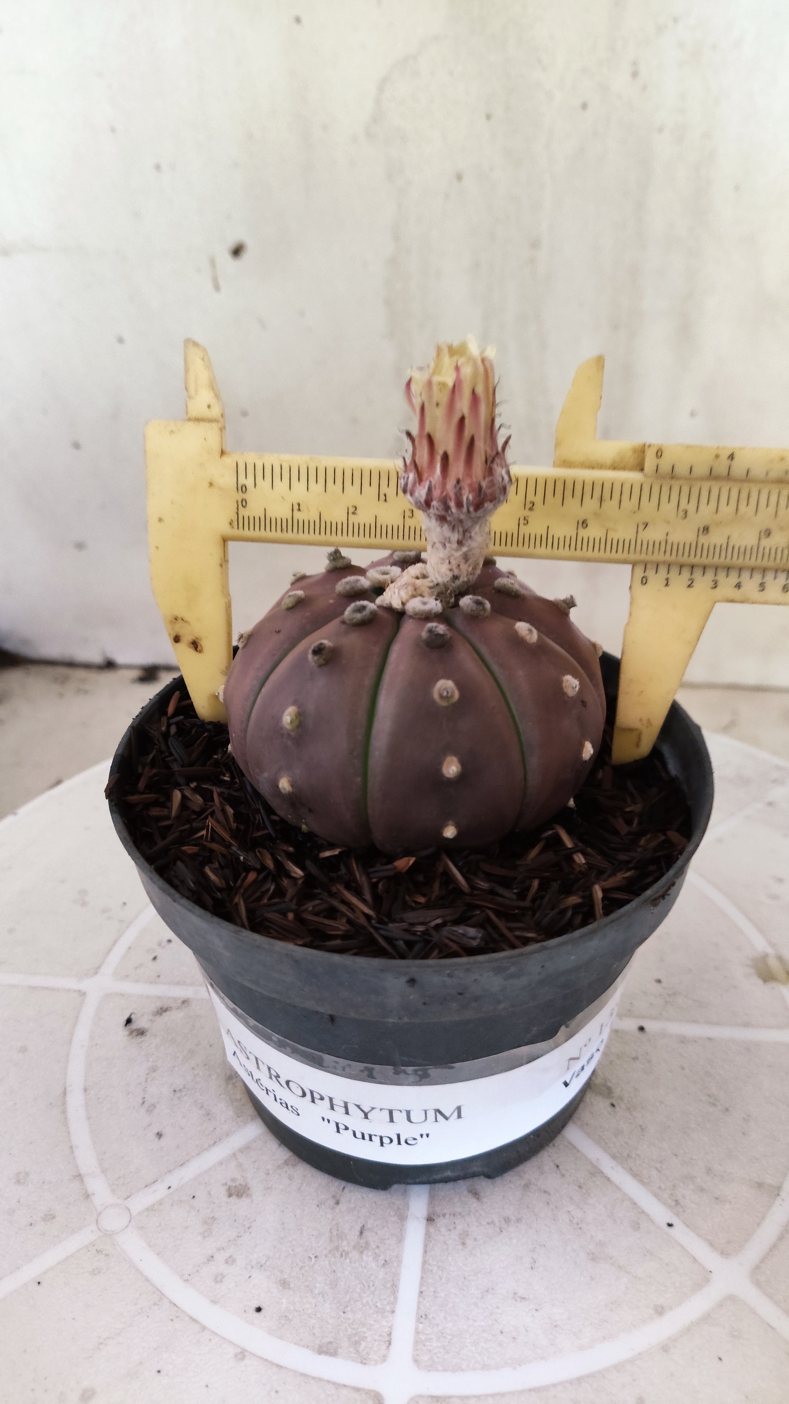 ASTROPHYTUM ASTERIAS “Purple”  Nº 1397 – vaso 11