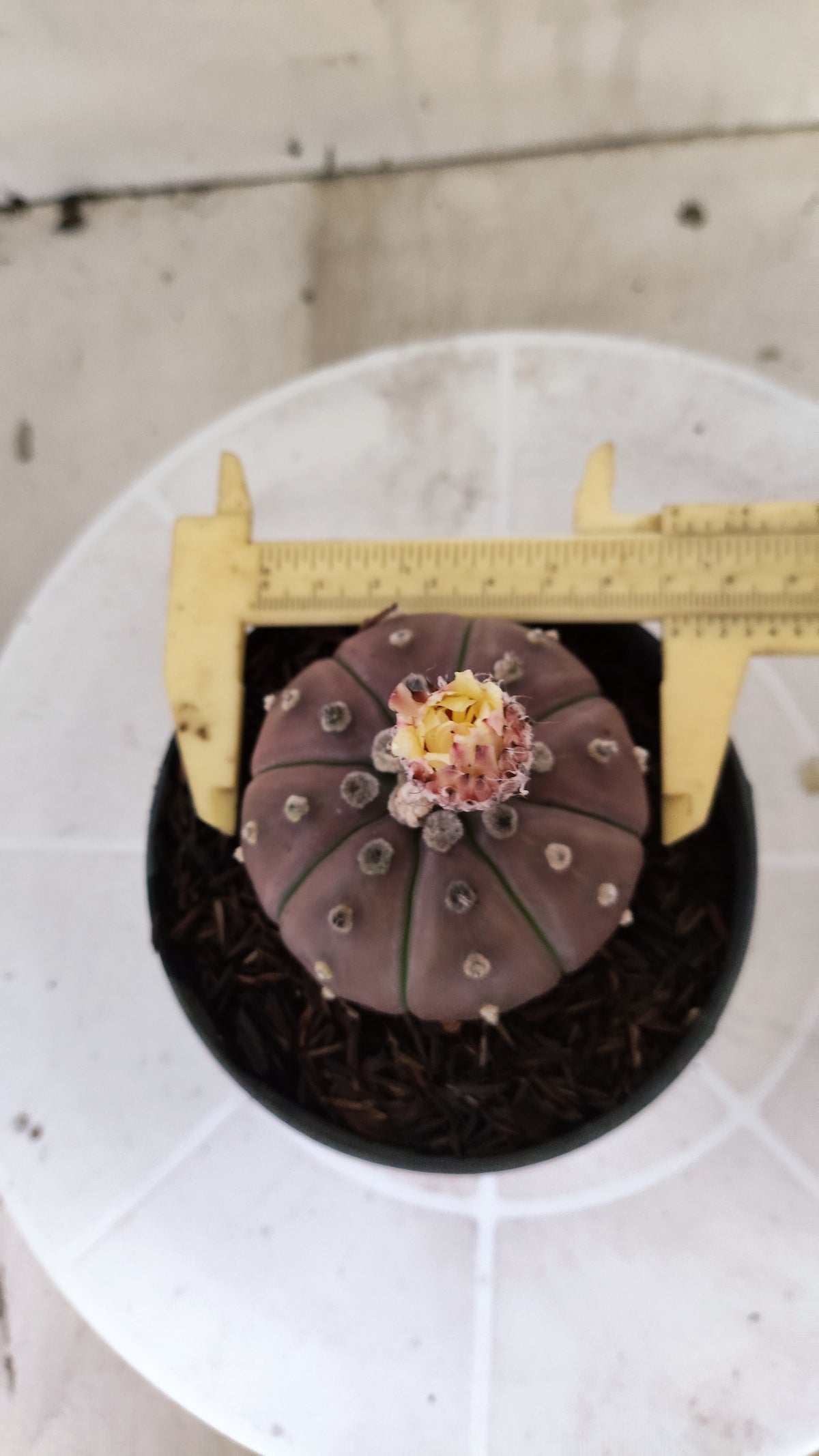ASTROPHYTUM ASTERIAS “Purple”  Nº 1397 – vaso 11