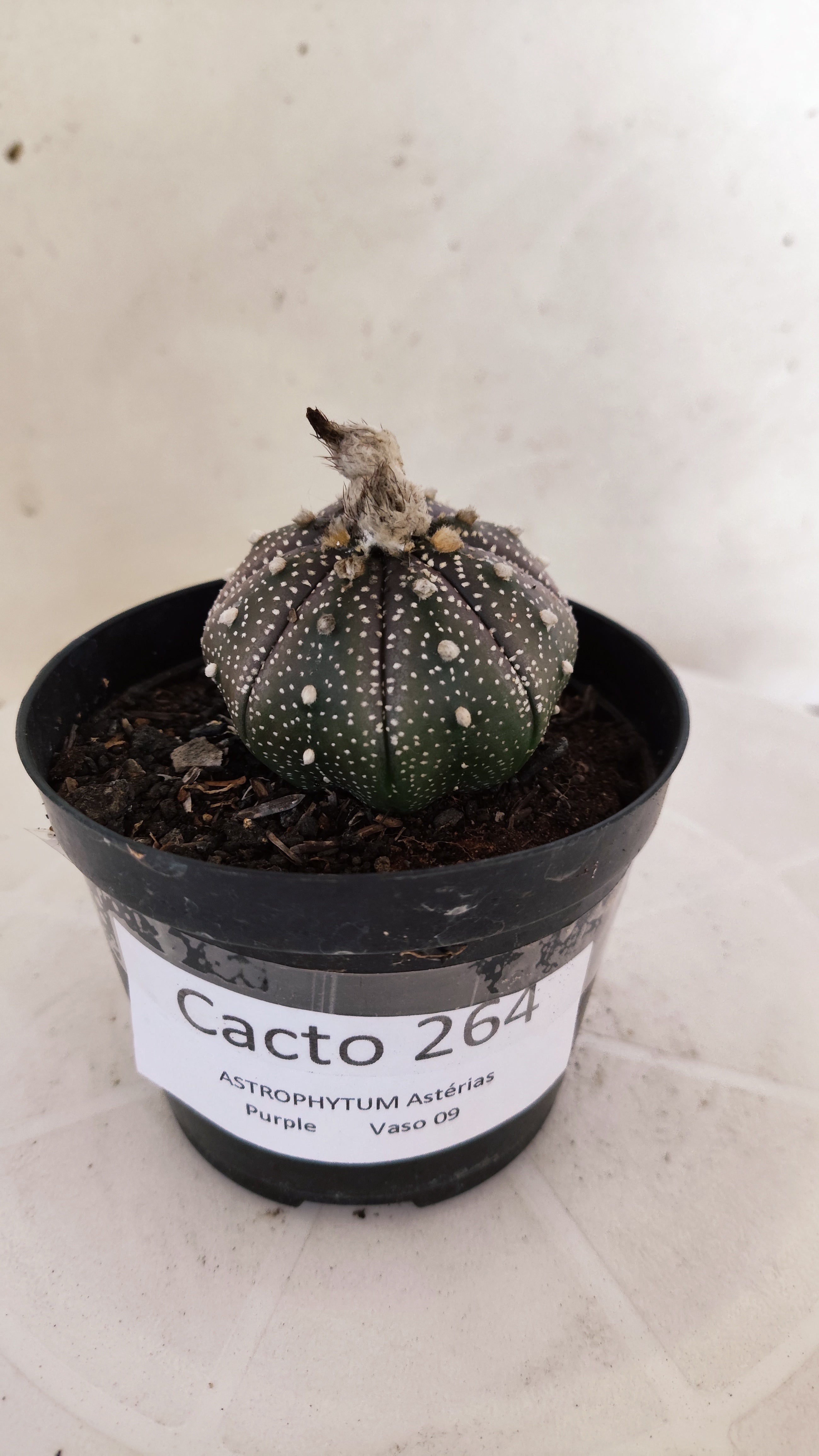 MATRIZ ASTROPHYTUM ASTÉRIAS "Purple" Nº 264 – vaso 09