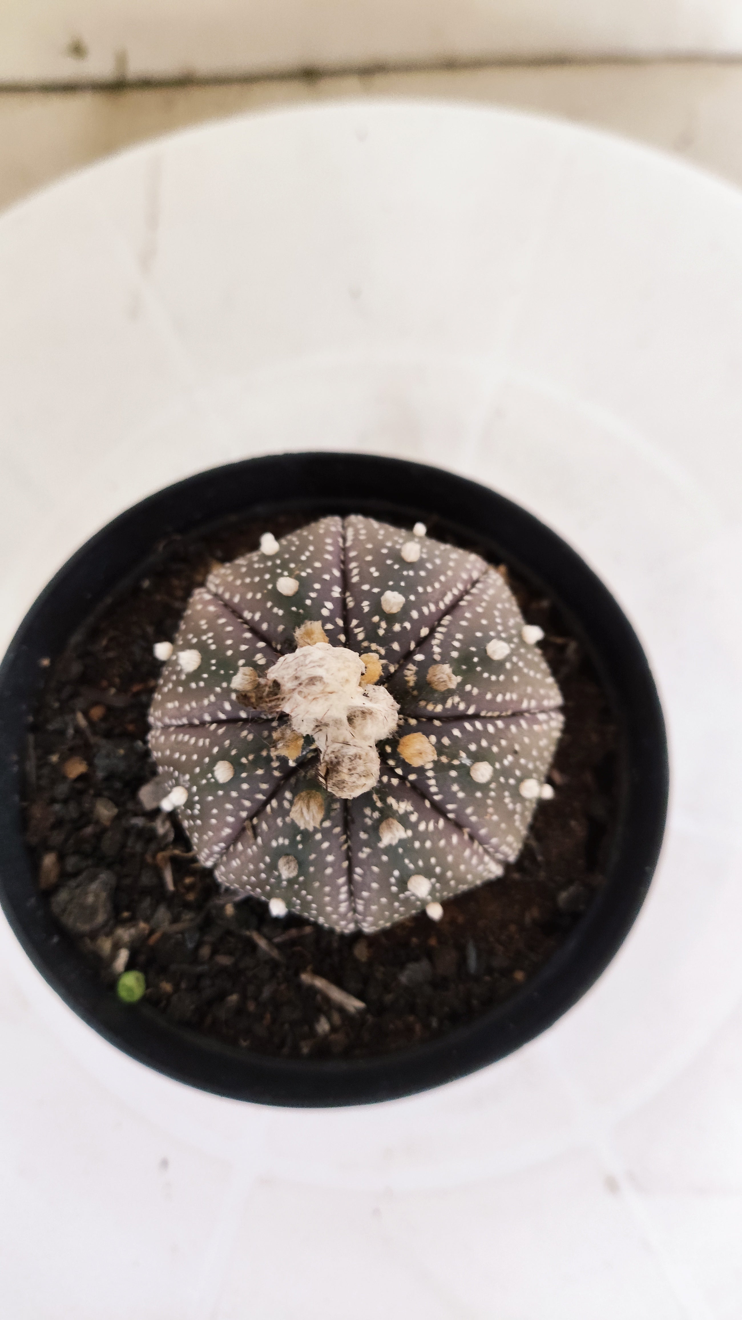 MATRIZ ASTROPHYTUM ASTÉRIAS "Purple" Nº 264 – vaso 09