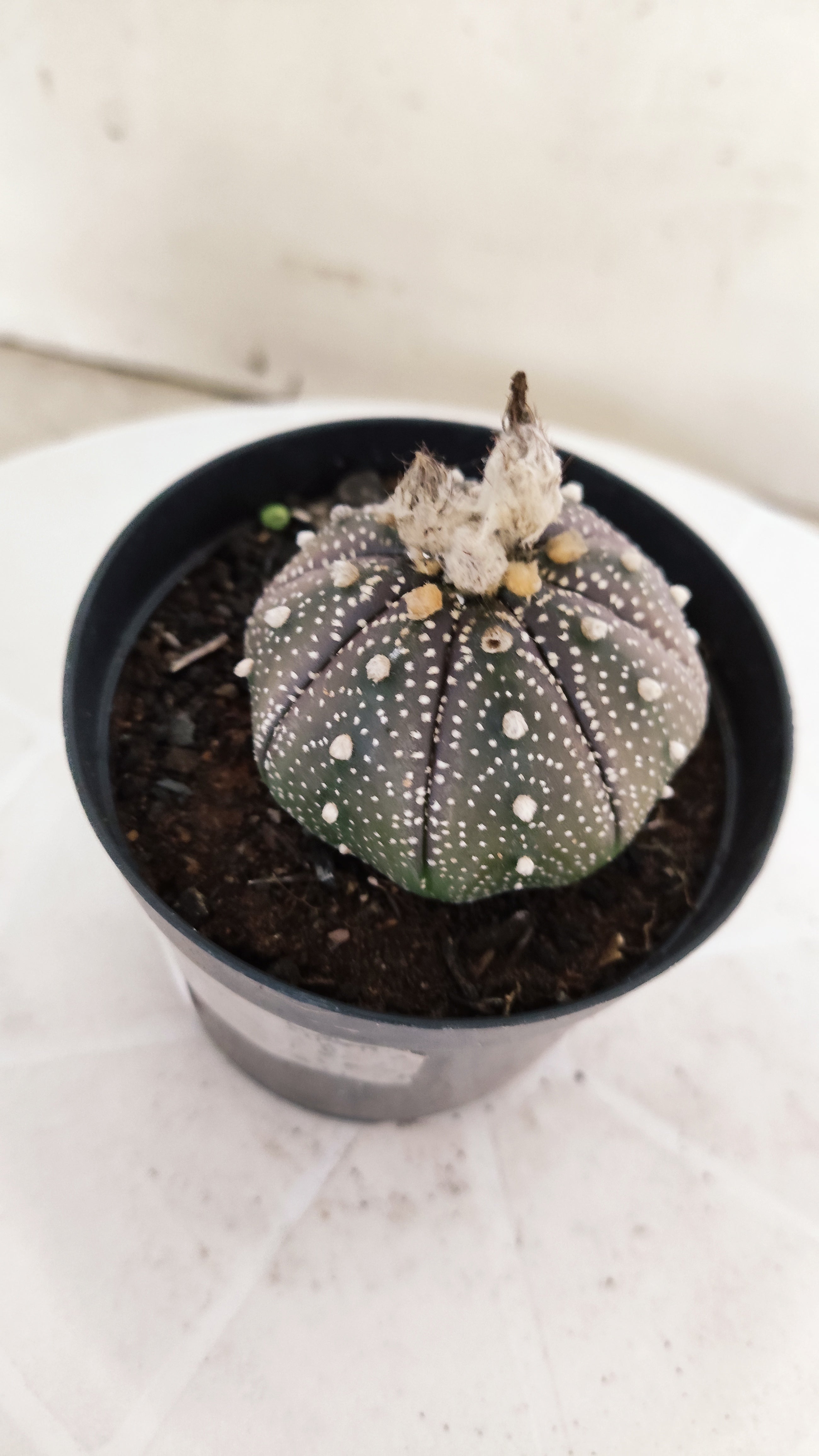 MATRIZ ASTROPHYTUM ASTÉRIAS "Purple" Nº 264 – vaso 09