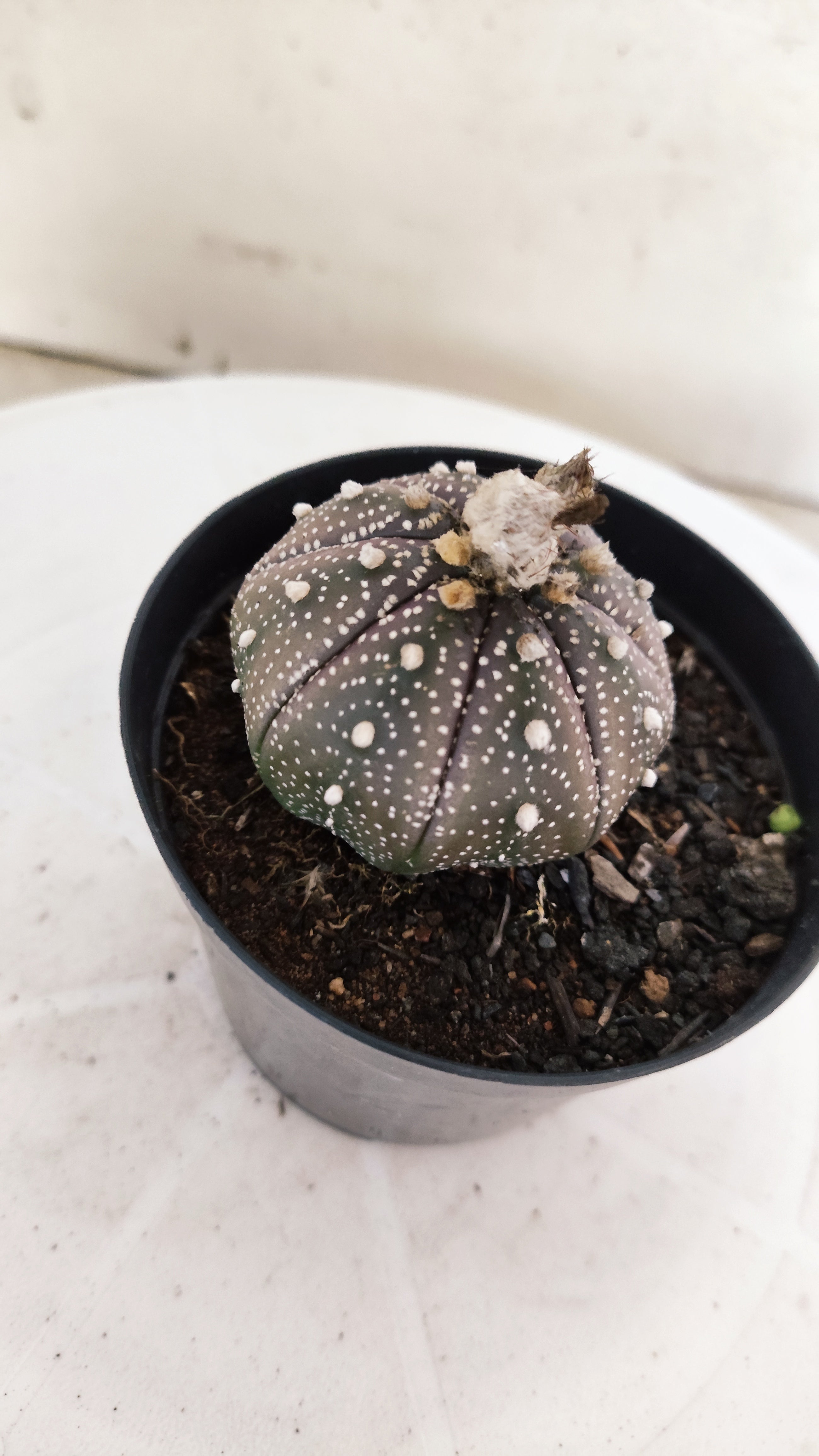 MATRIZ ASTROPHYTUM ASTÉRIAS "Purple" Nº 264 – vaso 09