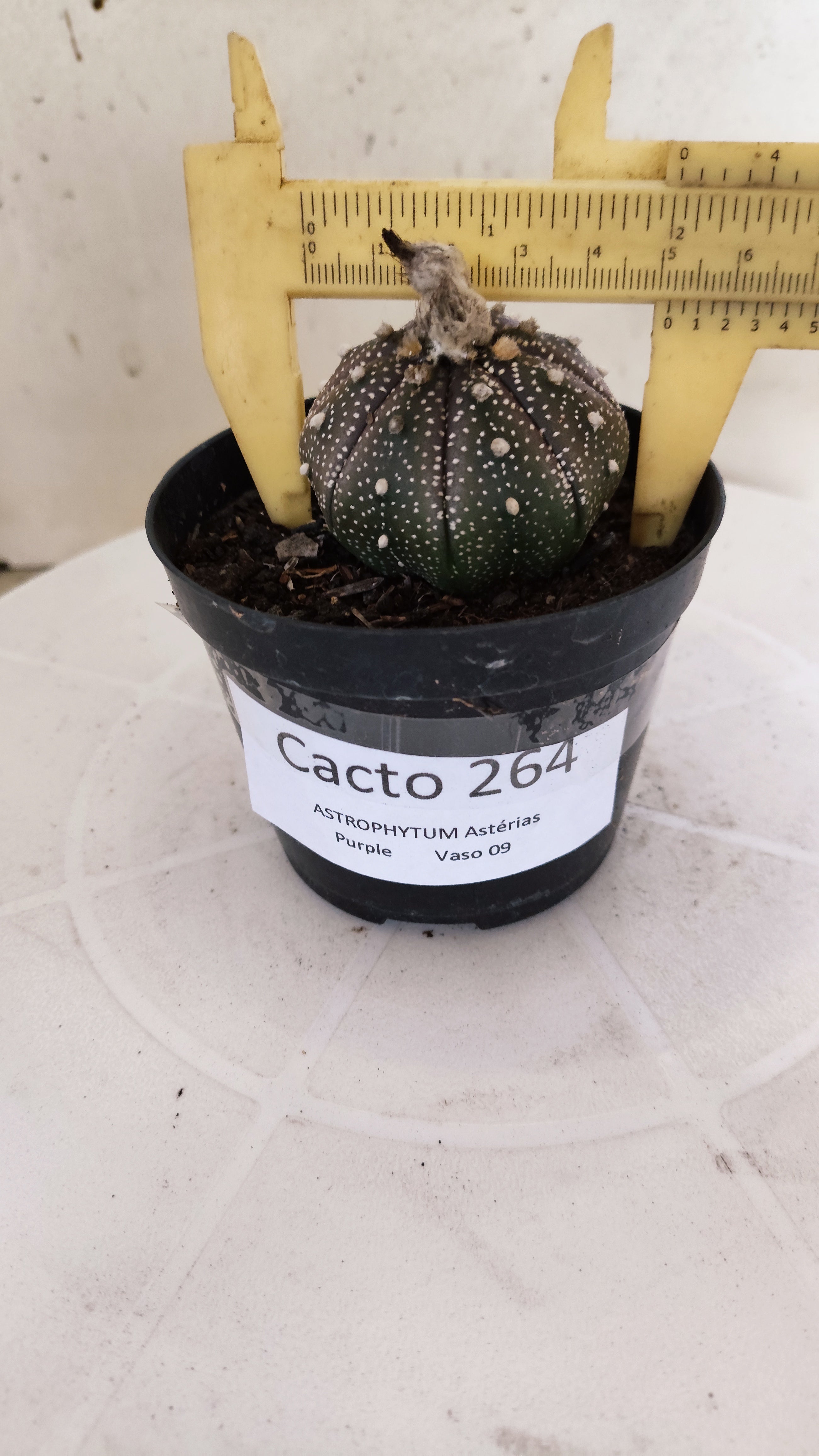 MATRIZ ASTROPHYTUM ASTÉRIAS "Purple" Nº 264 – vaso 09