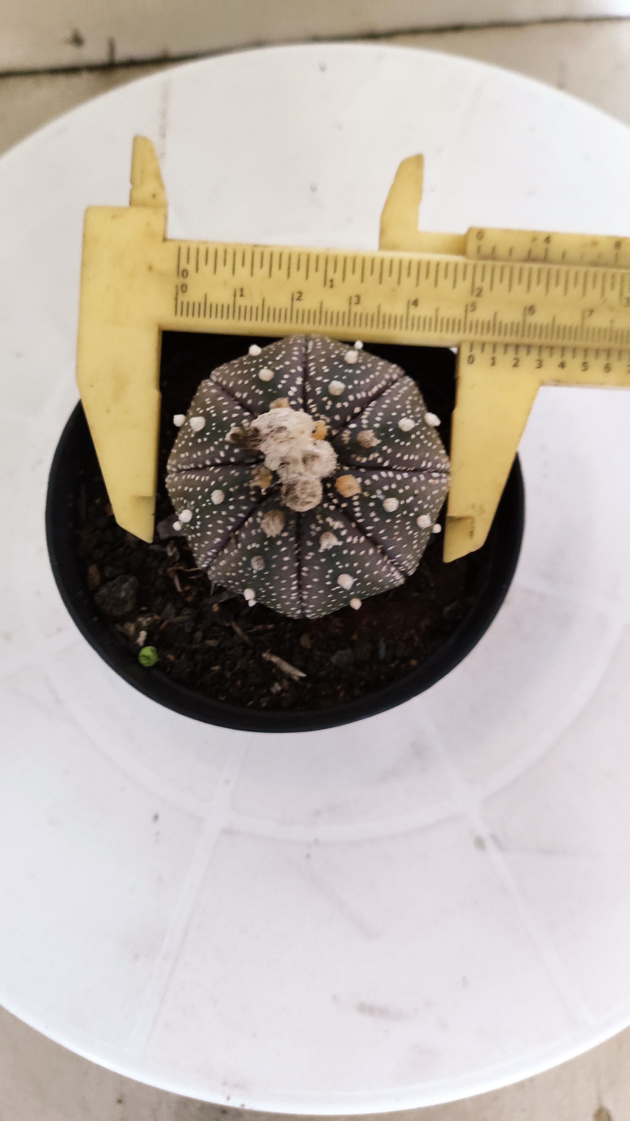MATRIZ ASTROPHYTUM ASTÉRIAS "Purple" Nº 264 – vaso 09