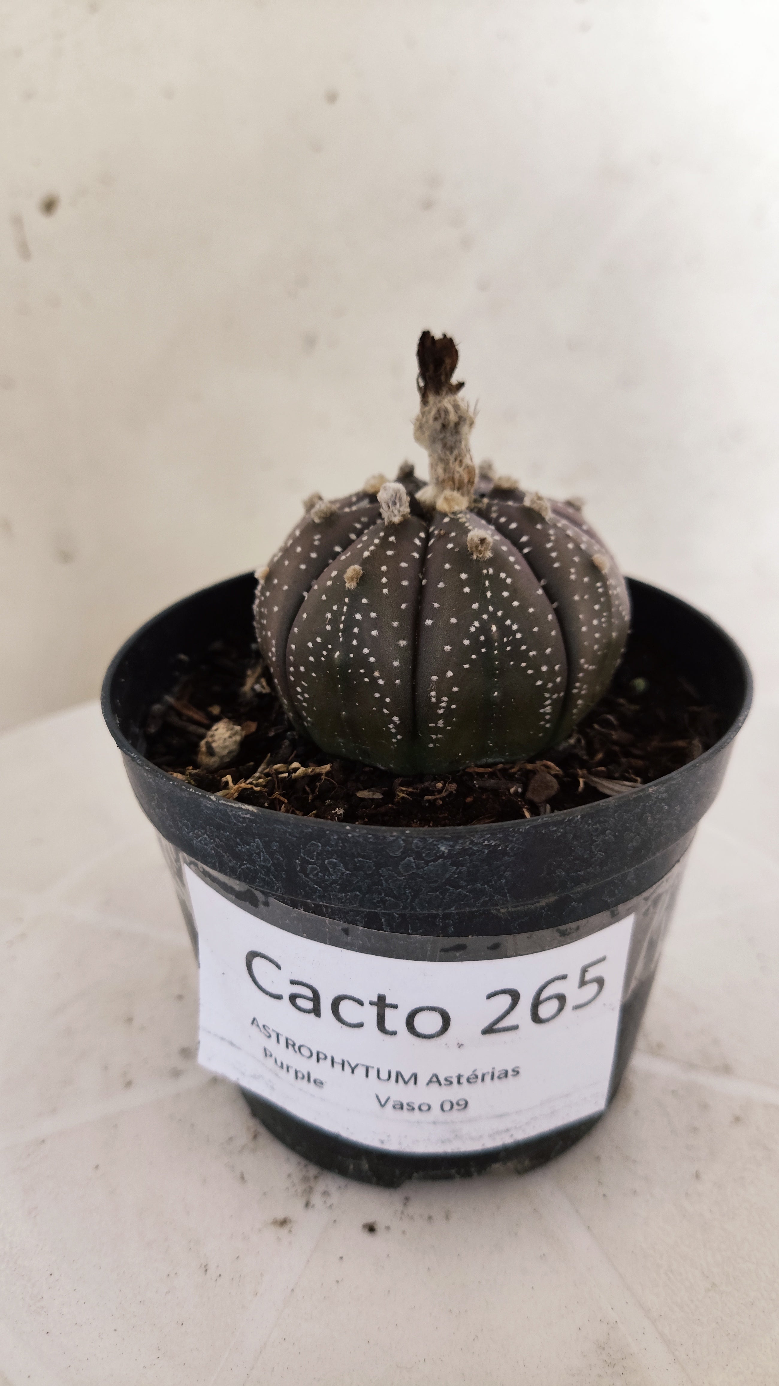 MATRIZ ASTROPHYTUM ASTÉRIAS "Purple" Nº 265 – vaso 09