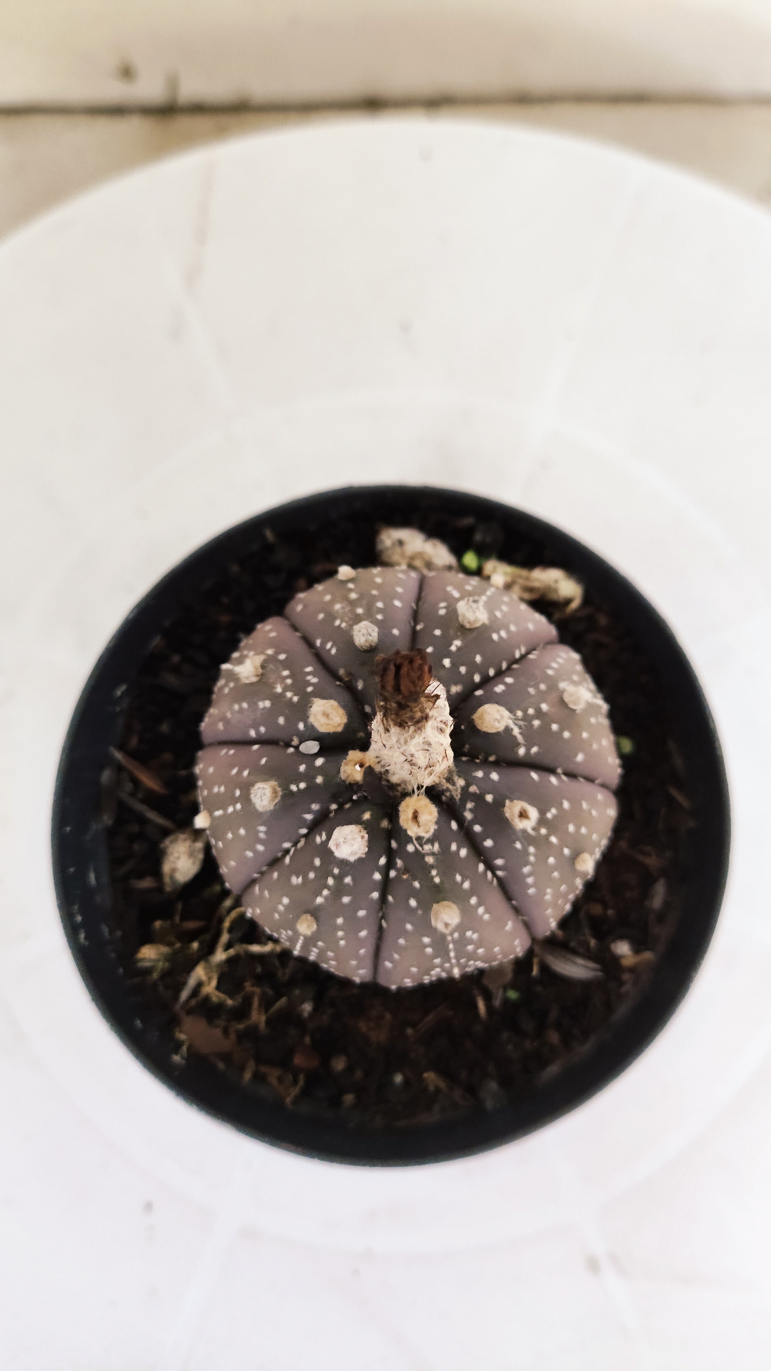 MATRIZ ASTROPHYTUM ASTÉRIAS "Purple" Nº 265 – vaso 09