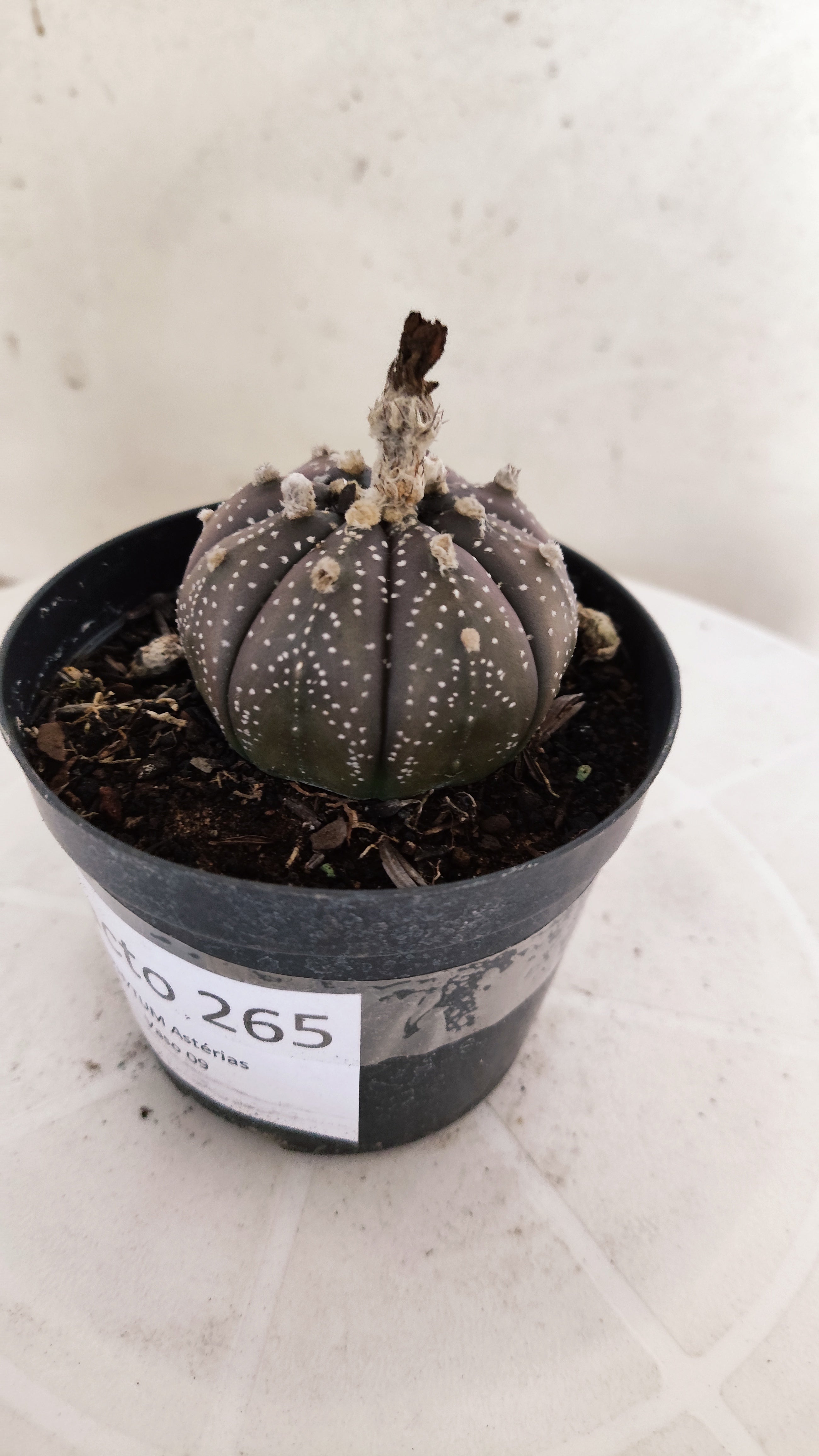 MATRIZ ASTROPHYTUM ASTÉRIAS "Purple" Nº 265 – vaso 09