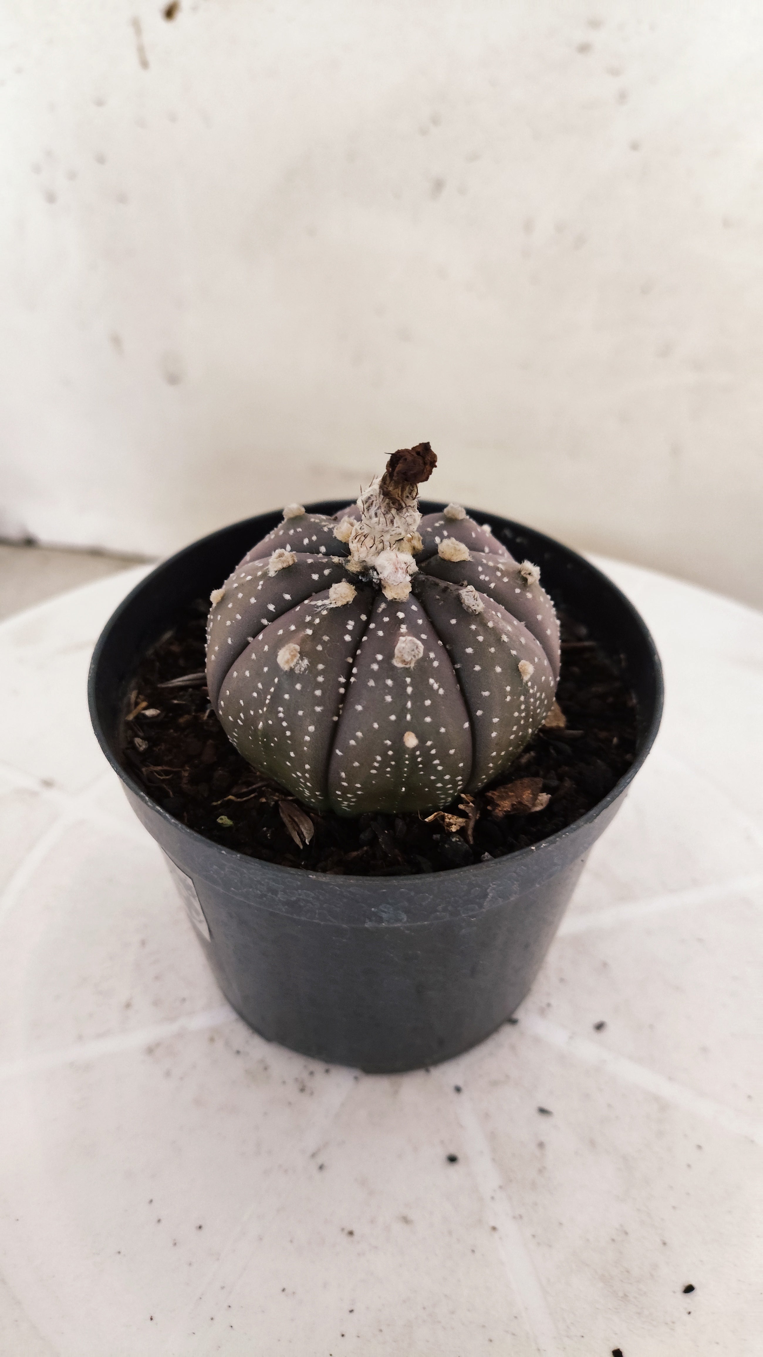 MATRIZ ASTROPHYTUM ASTÉRIAS "Purple" Nº 265 – vaso 09