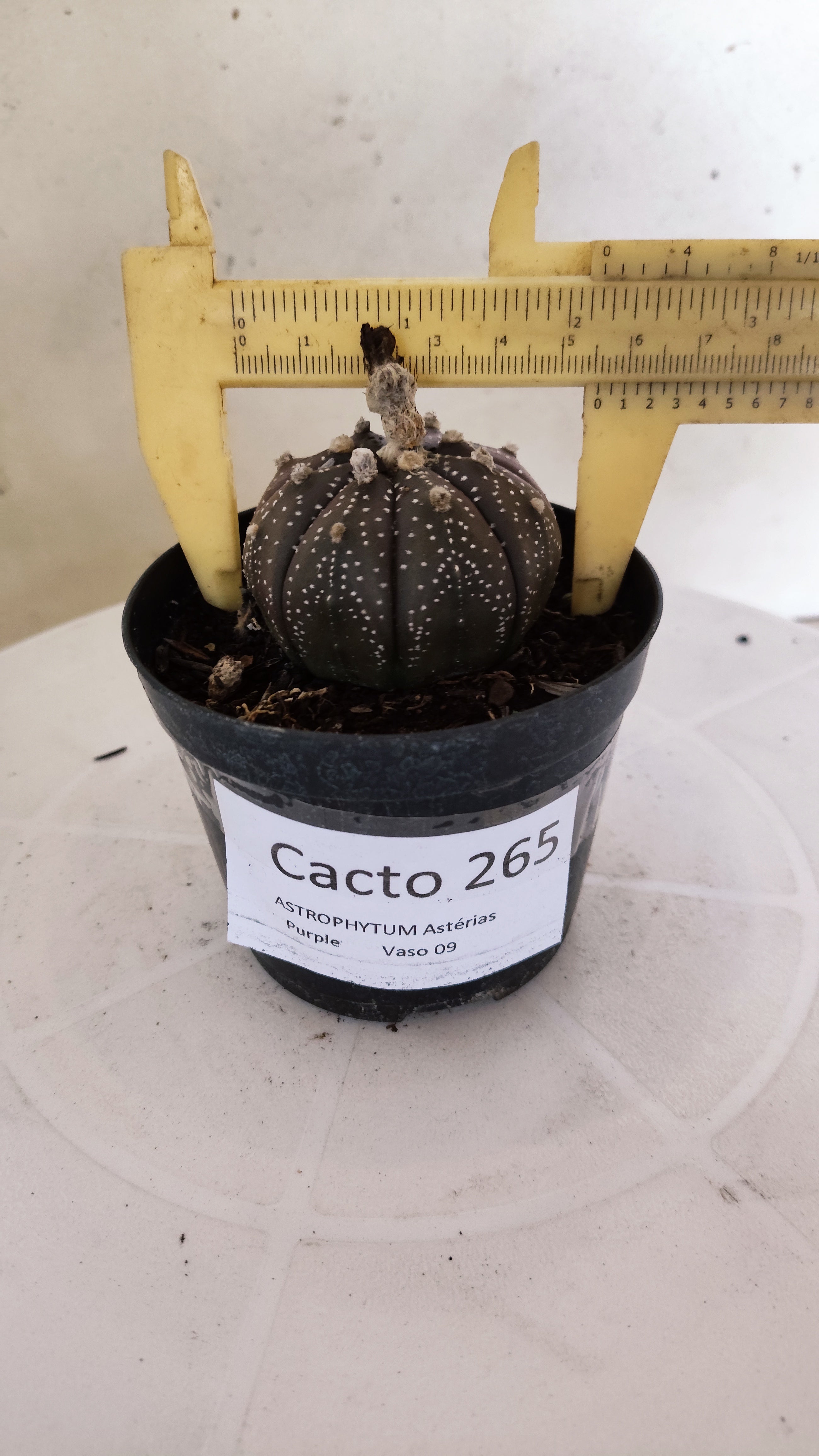 MATRIZ ASTROPHYTUM ASTÉRIAS "Purple" Nº 265 – vaso 09