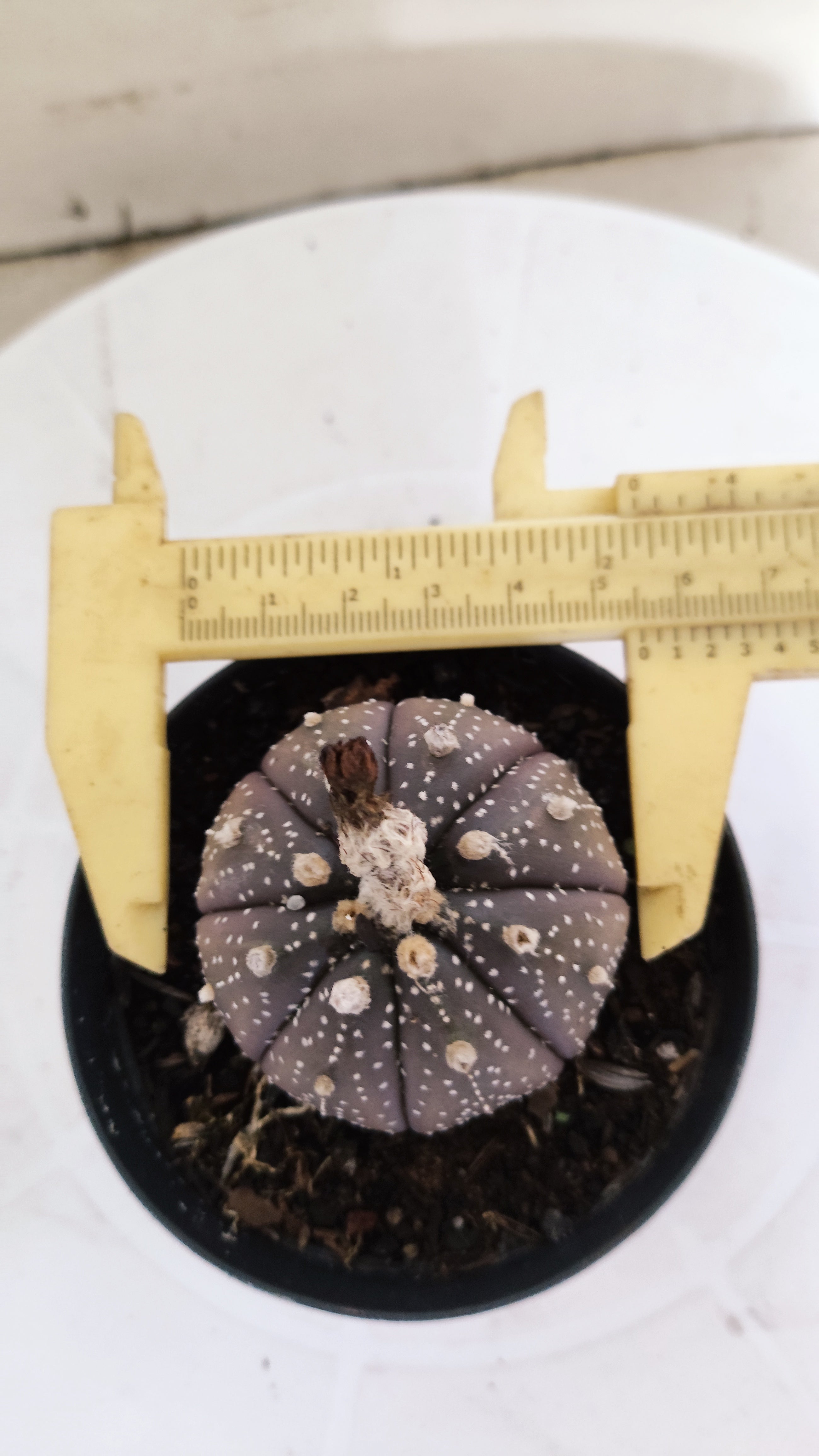 MATRIZ ASTROPHYTUM ASTÉRIAS "Purple" Nº 265 – vaso 09