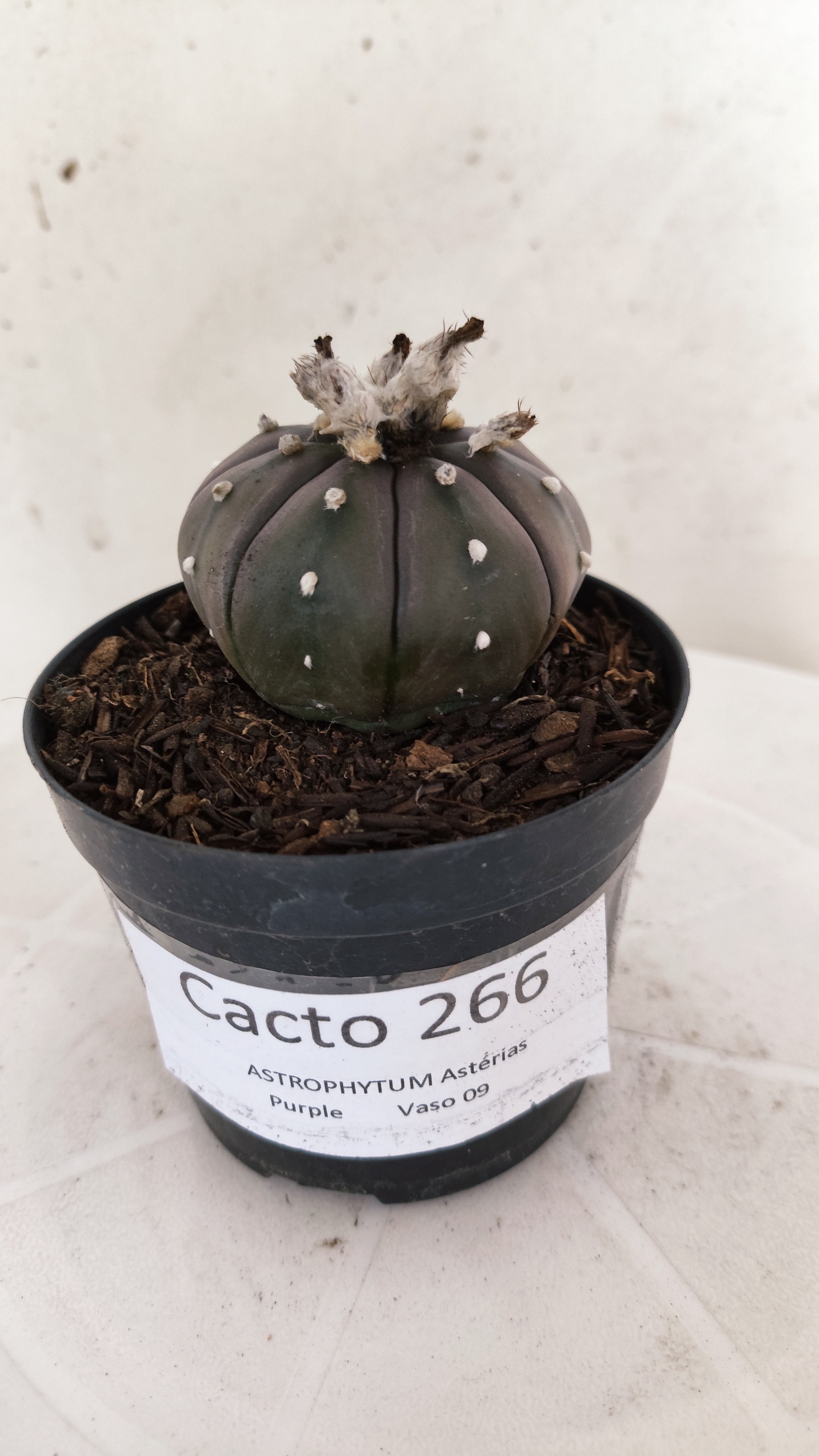 MATRIZ ASTROPHYTUM ASTÉRIAS "Purple" Nº 266 – vaso 09