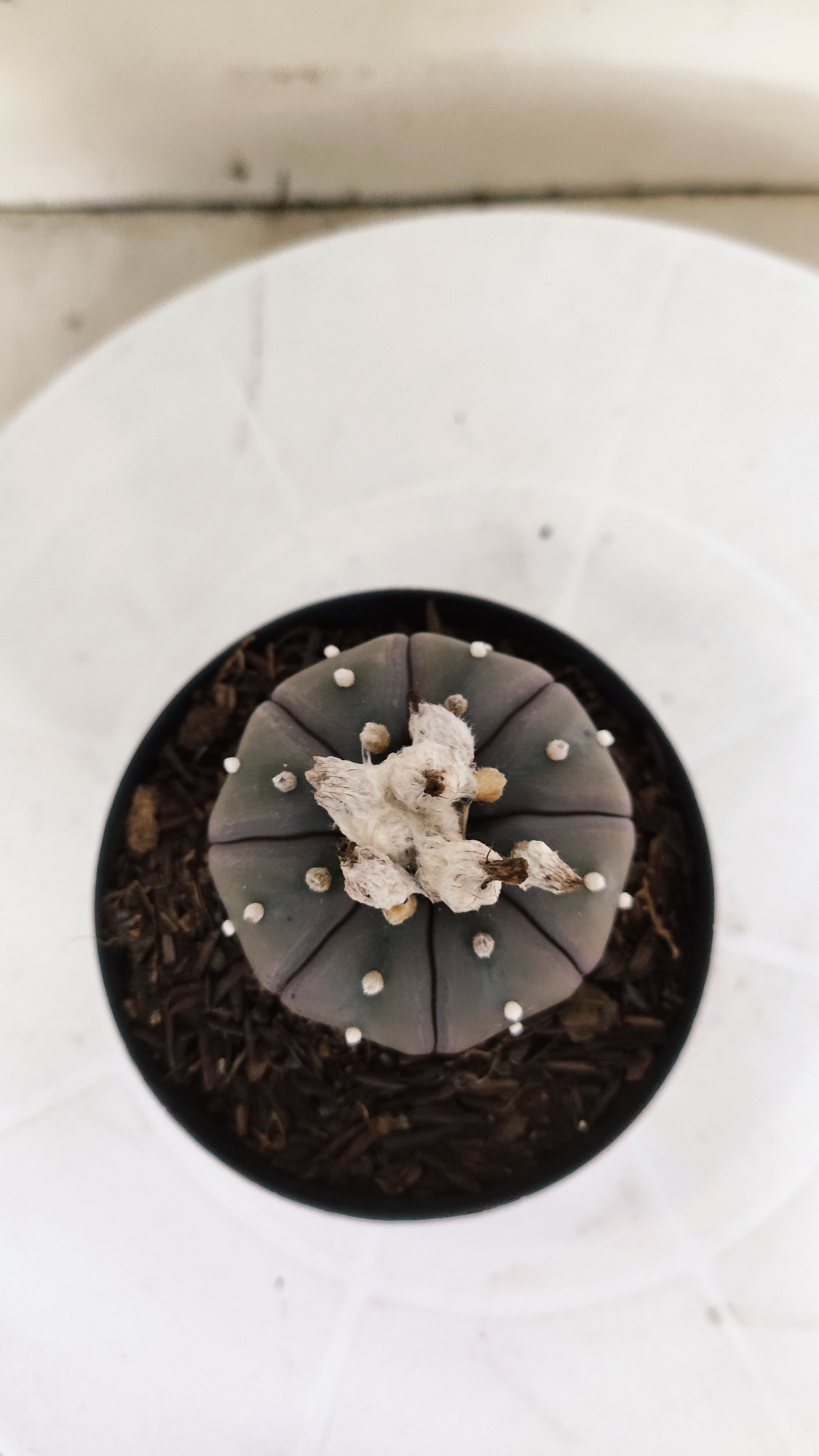 MATRIZ ASTROPHYTUM ASTÉRIAS "Purple" Nº 266 – vaso 09