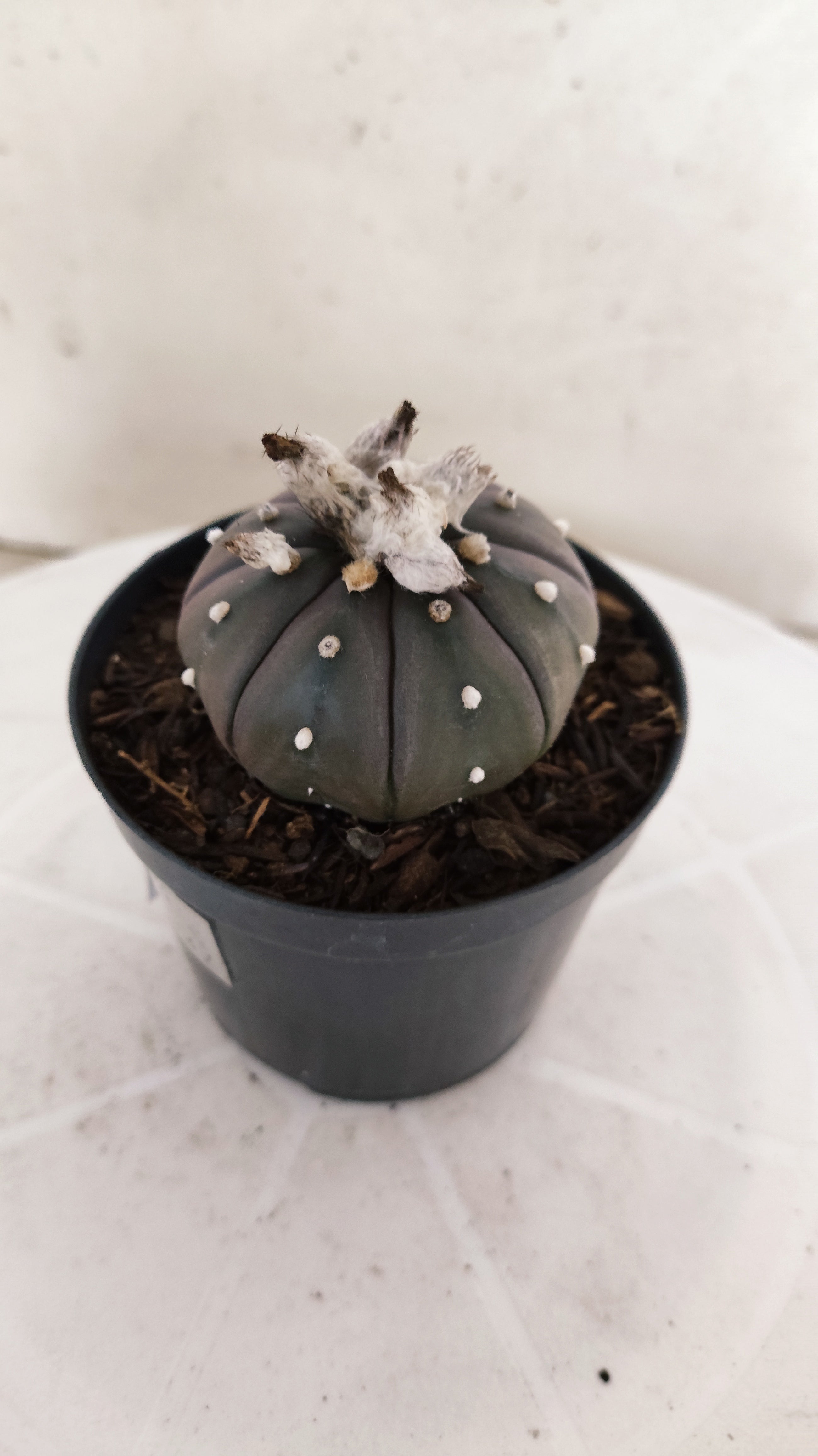 MATRIZ ASTROPHYTUM ASTÉRIAS "Purple" Nº 266 – vaso 09