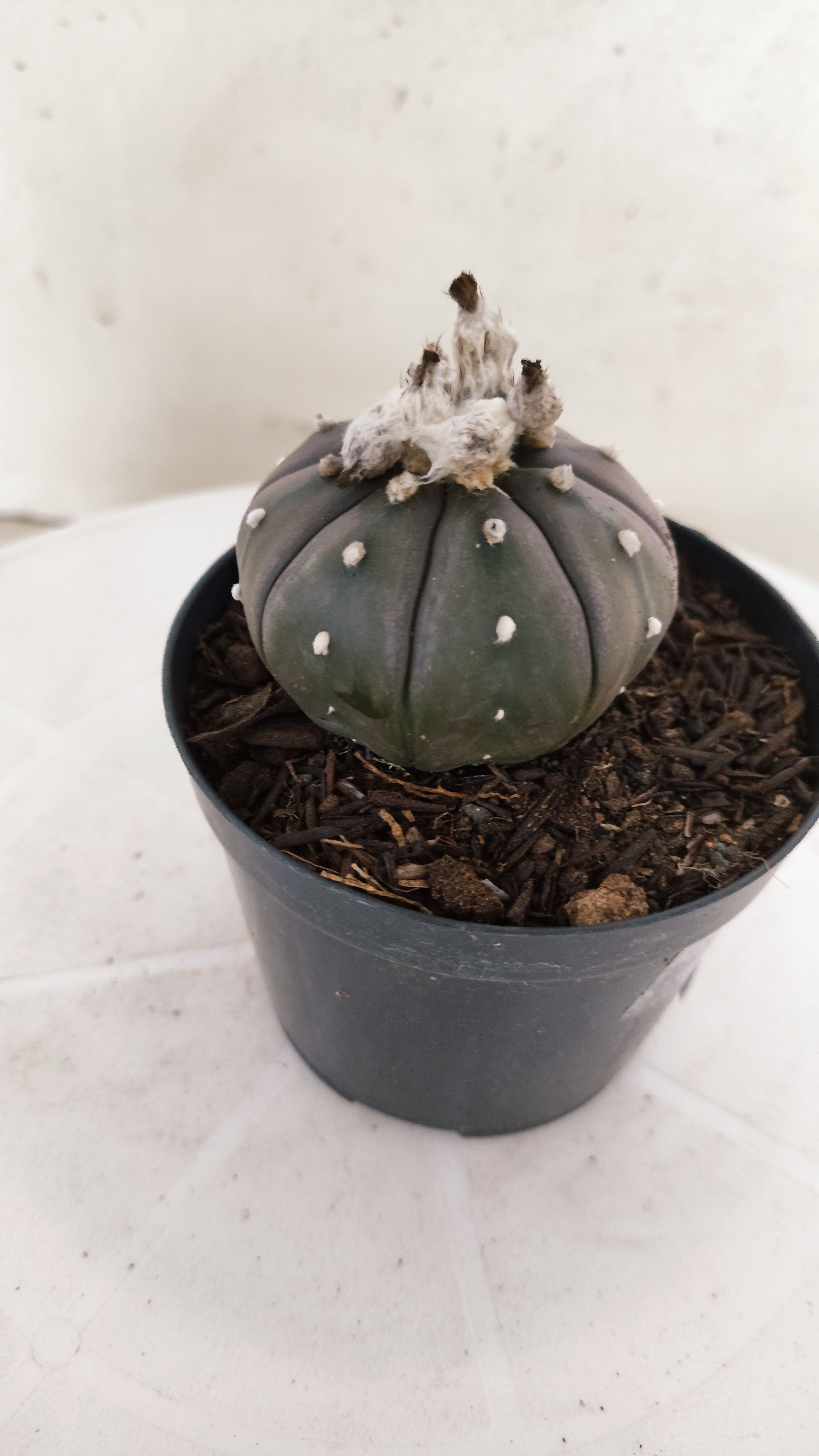 MATRIZ ASTROPHYTUM ASTÉRIAS "Purple" Nº 266 – vaso 09