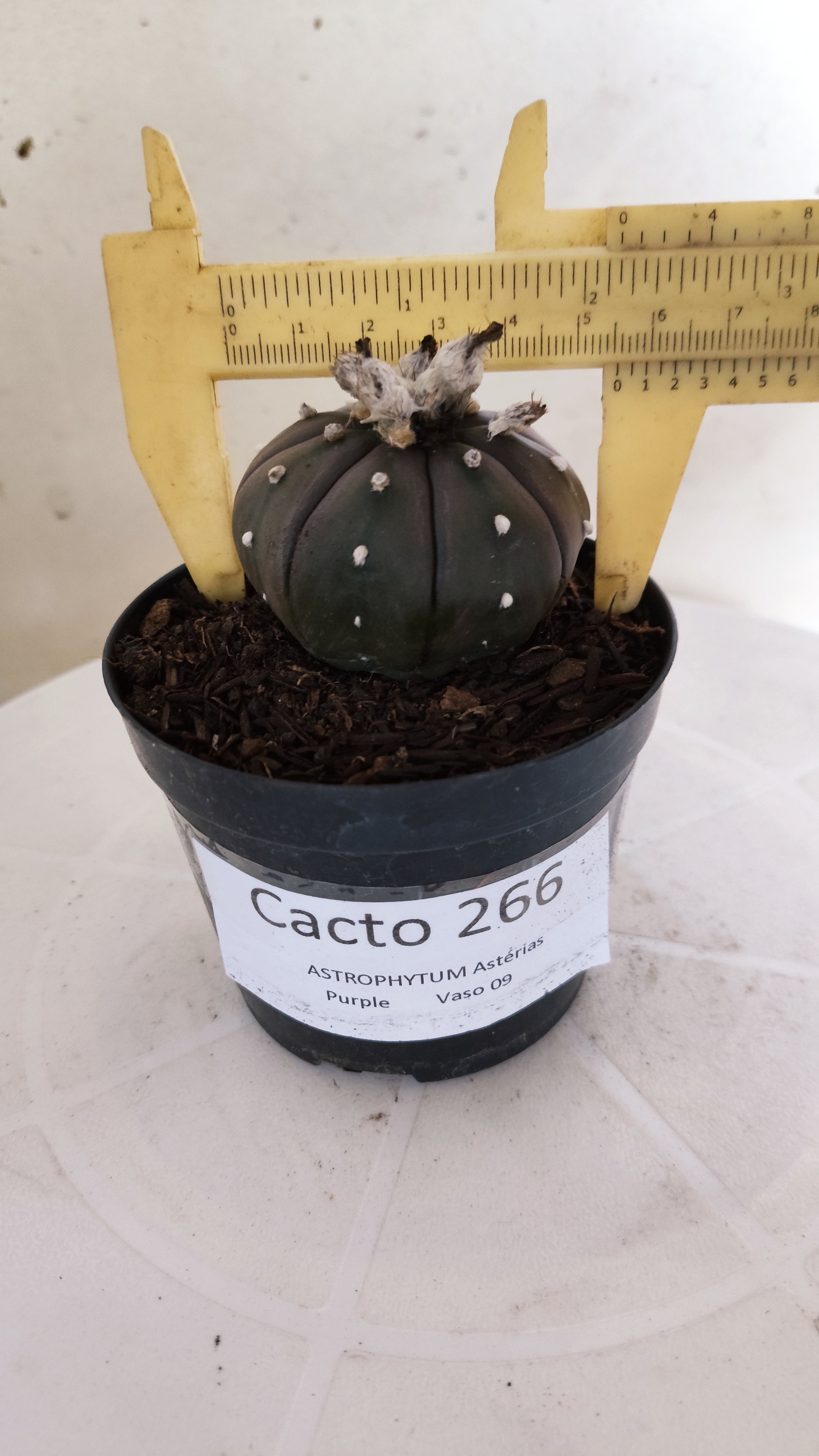 MATRIZ ASTROPHYTUM ASTÉRIAS "Purple" Nº 266 – vaso 09