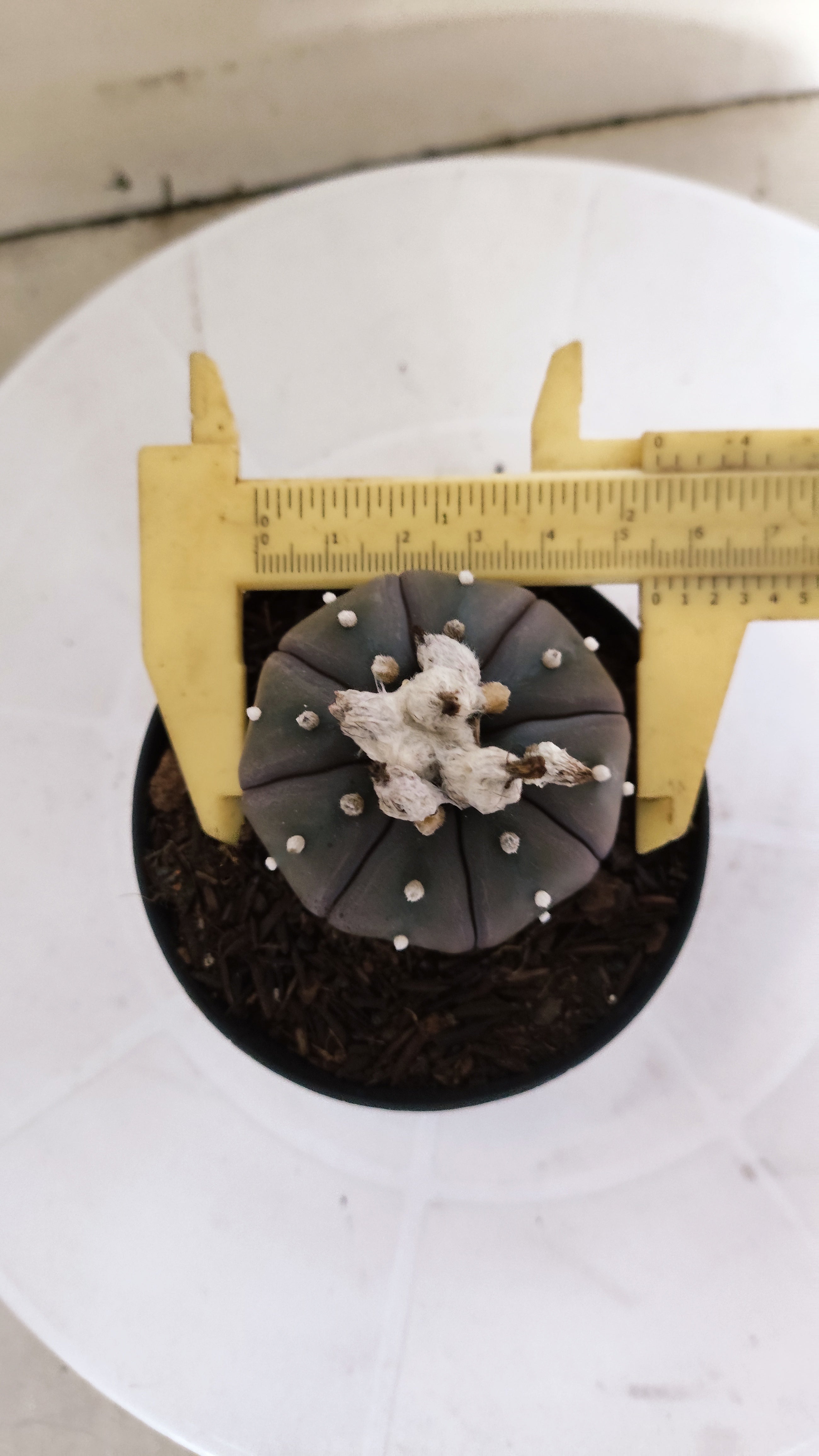 MATRIZ ASTROPHYTUM ASTÉRIAS "Purple" Nº 266 – vaso 09