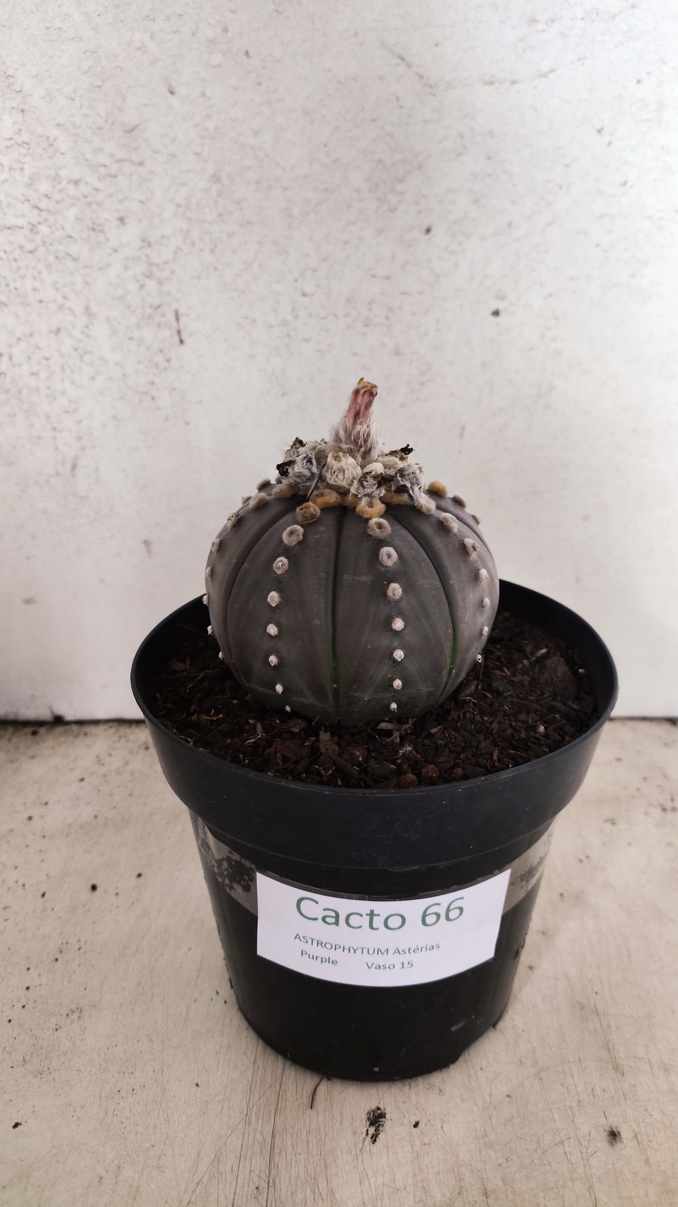 MATRIZ ASTROPHYTUM ASTERIAS “Purple”  Nº 66 – vaso 15