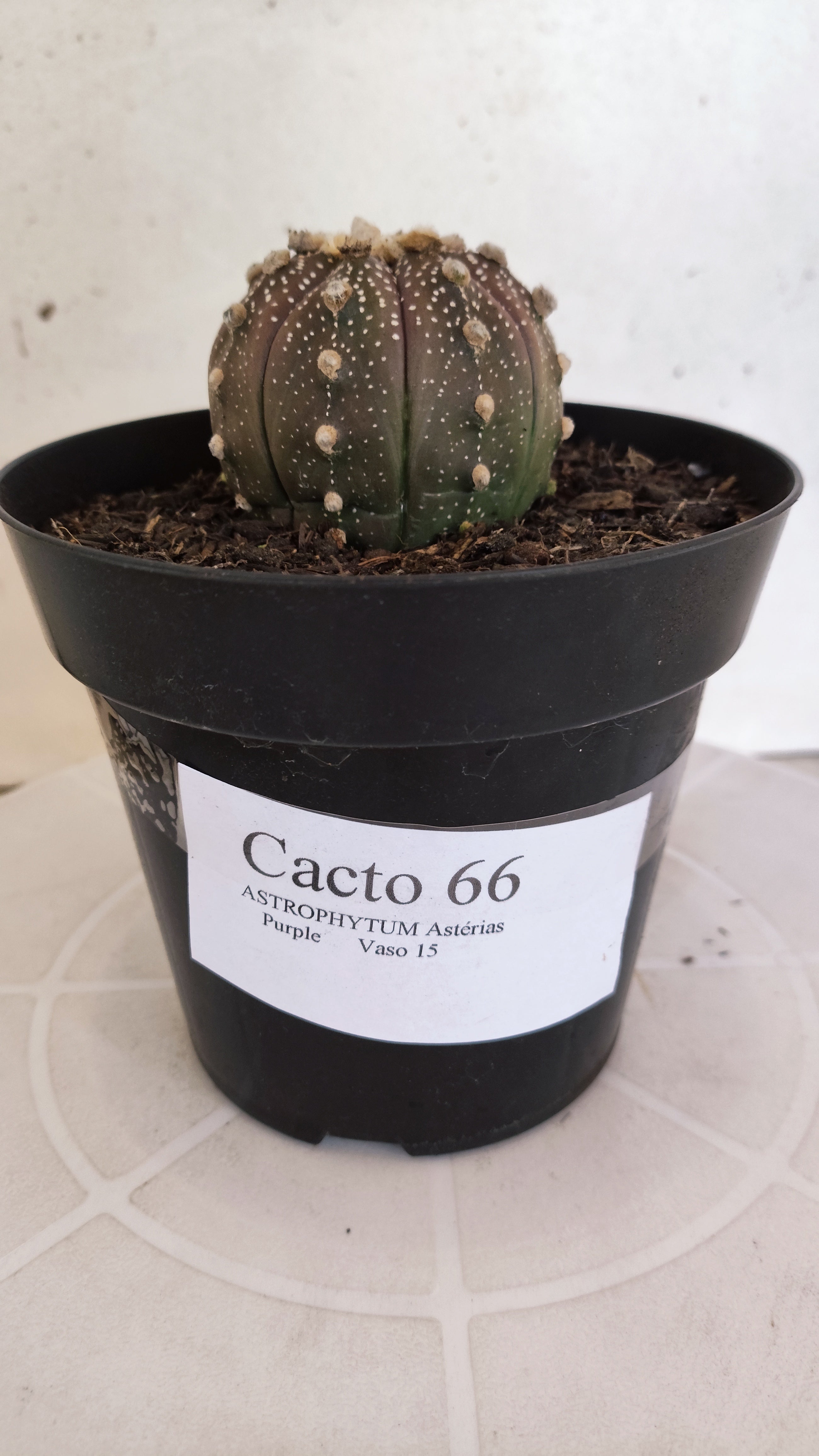 ASTROPHYTUM ASTERIAS “Purple”  Nº 66 – vaso 15