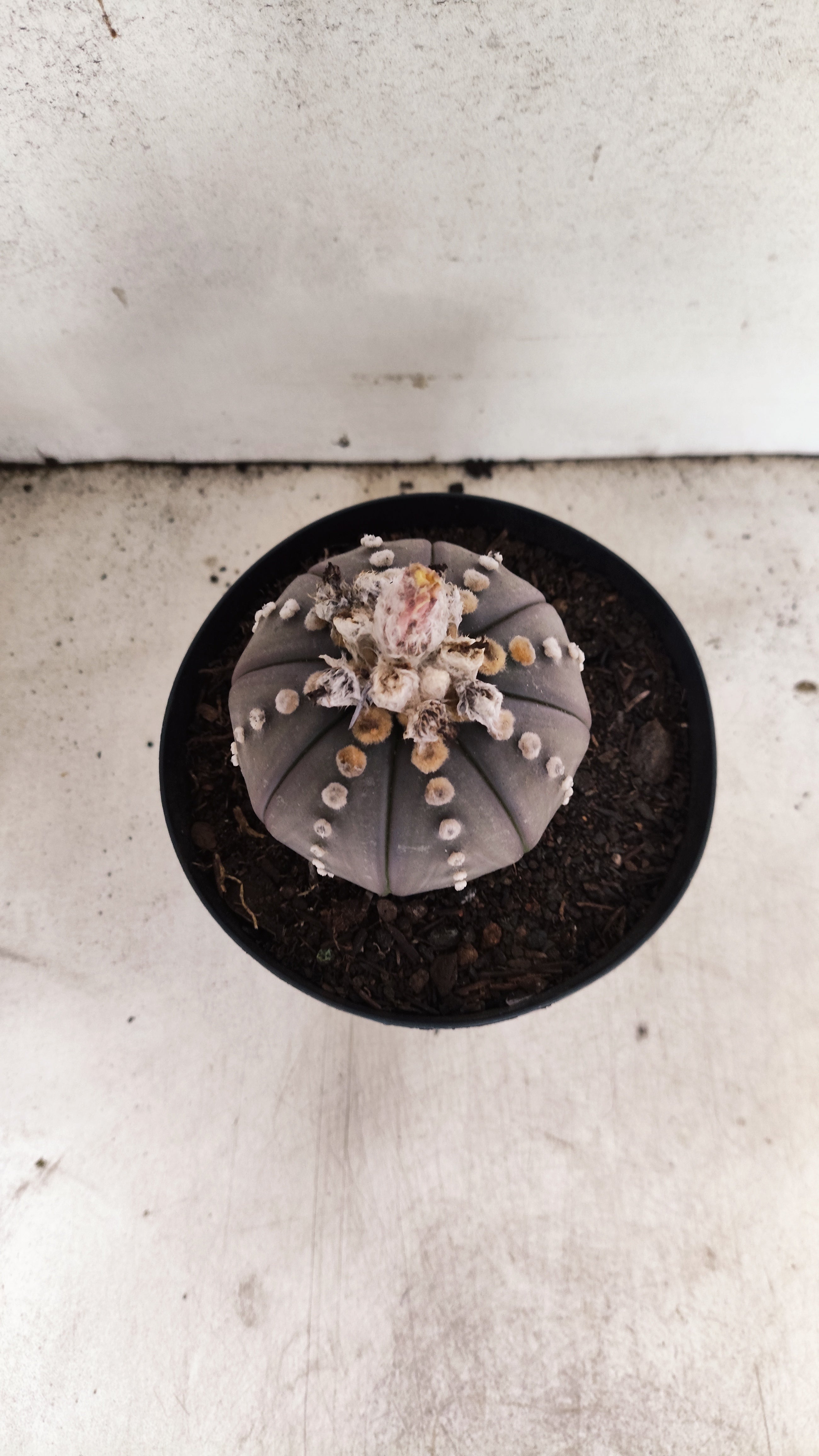 MATRIZ ASTROPHYTUM ASTERIAS “Purple”  Nº 66 – vaso 15