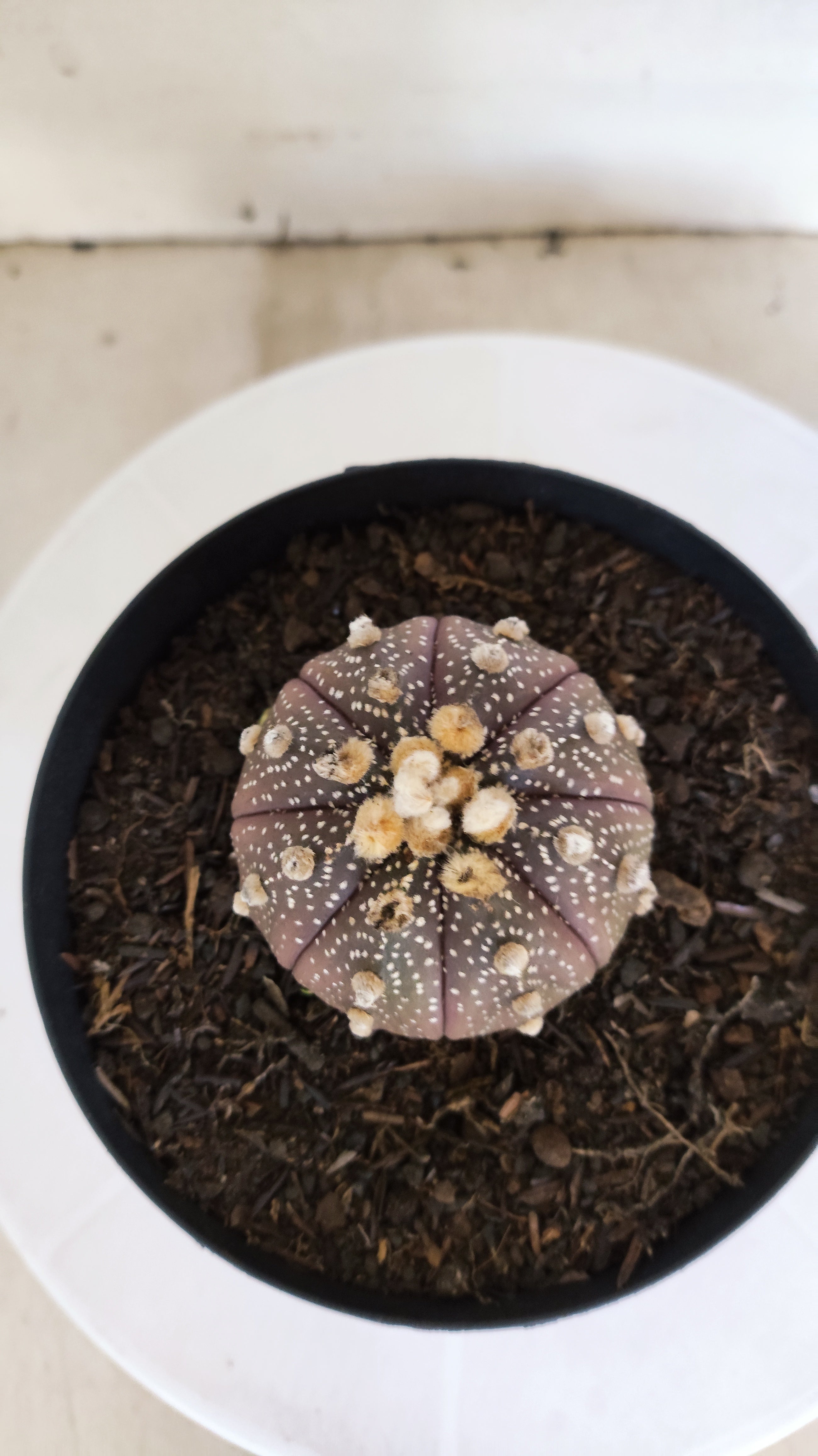 ASTROPHYTUM ASTERIAS “Purple”  Nº 66 – vaso 15