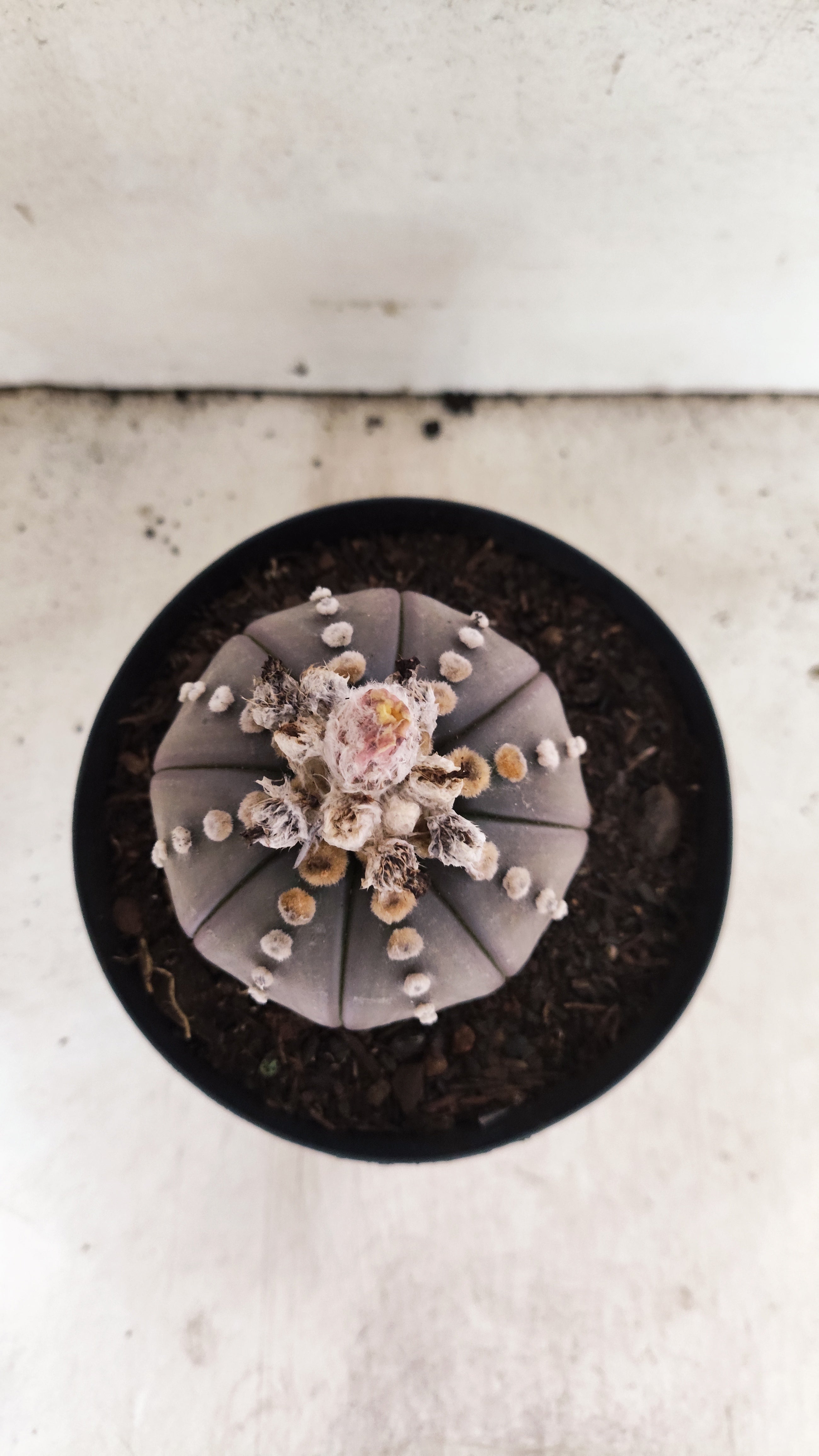 MATRIZ ASTROPHYTUM ASTERIAS “Purple”  Nº 66 – vaso 15