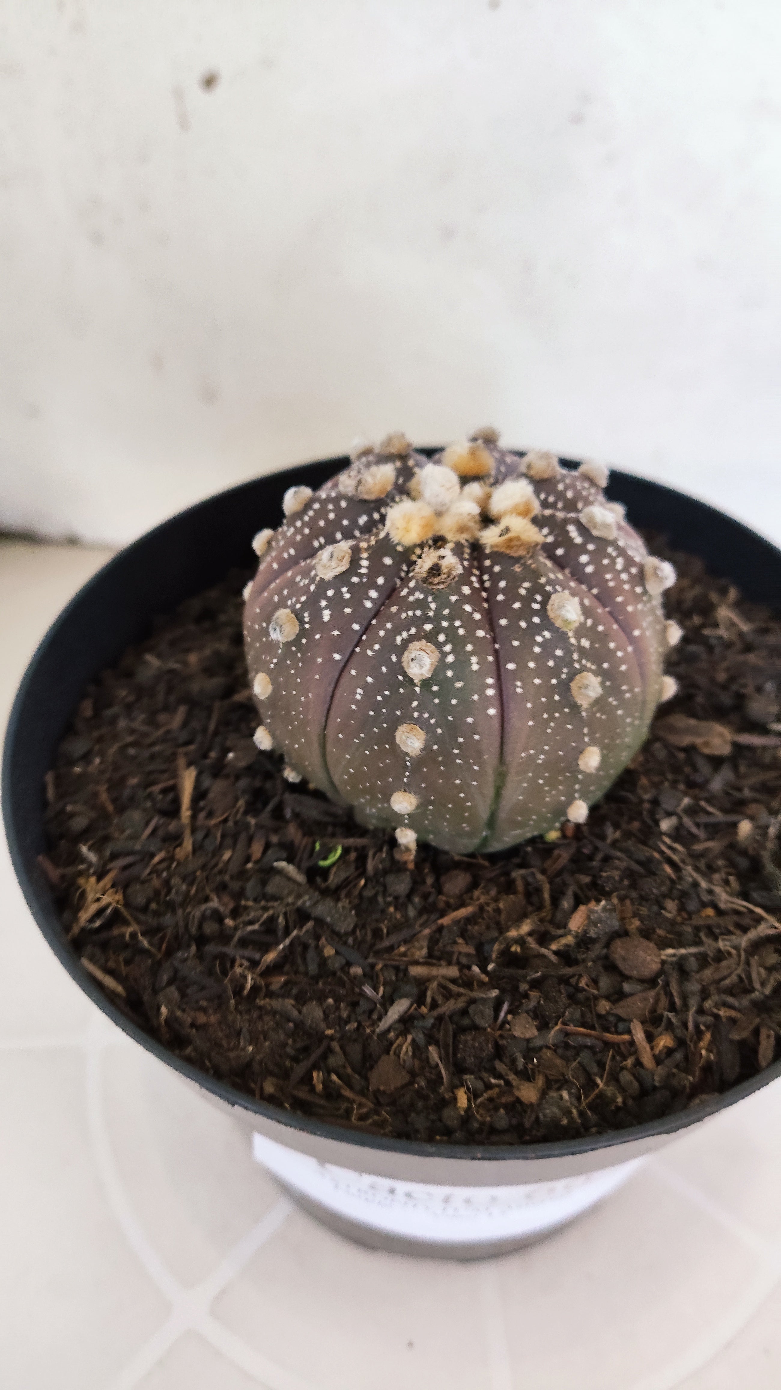 ASTROPHYTUM ASTERIAS “Purple”  Nº 66 – vaso 15