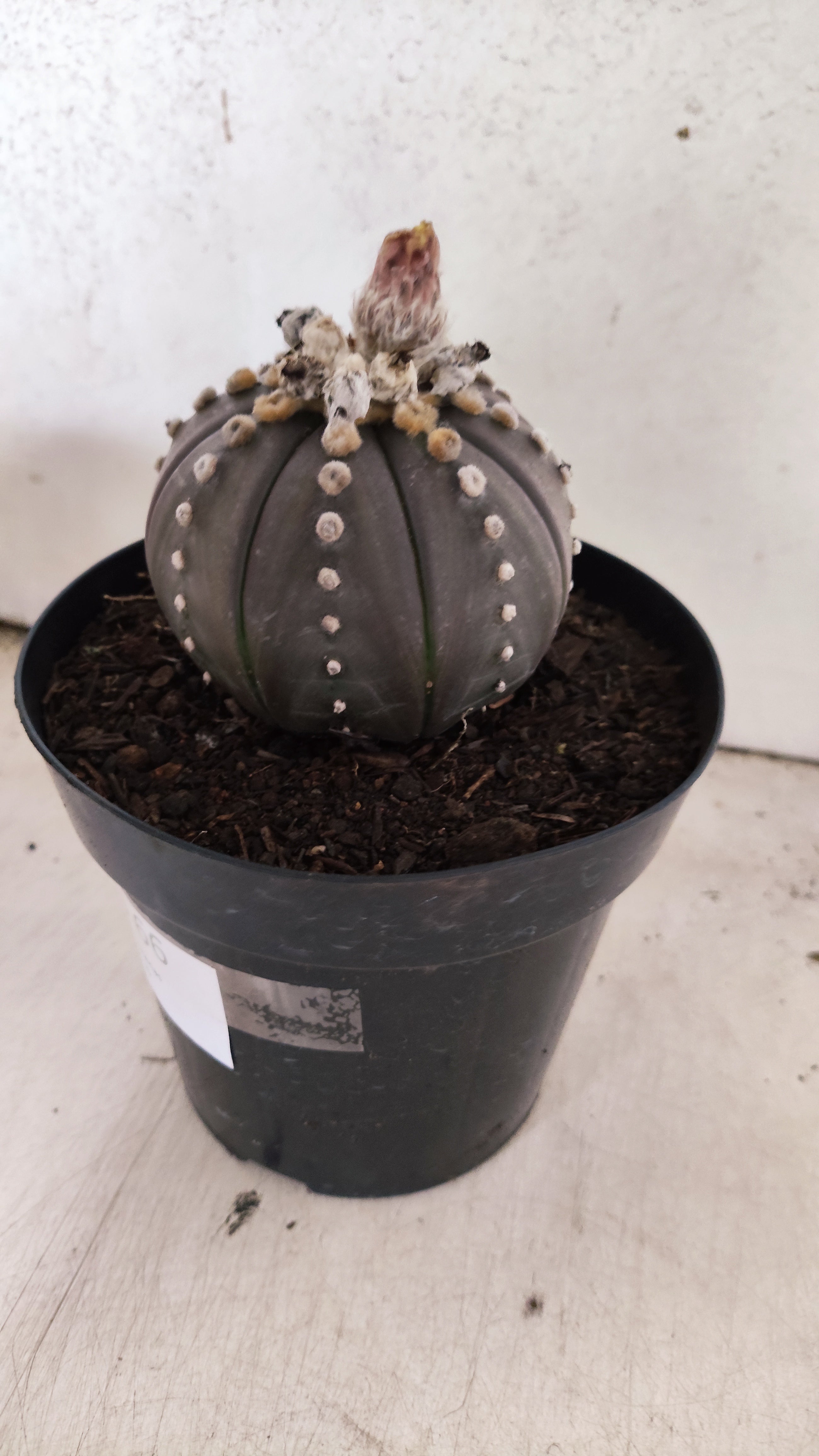 MATRIZ ASTROPHYTUM ASTERIAS “Purple”  Nº 66 – vaso 15