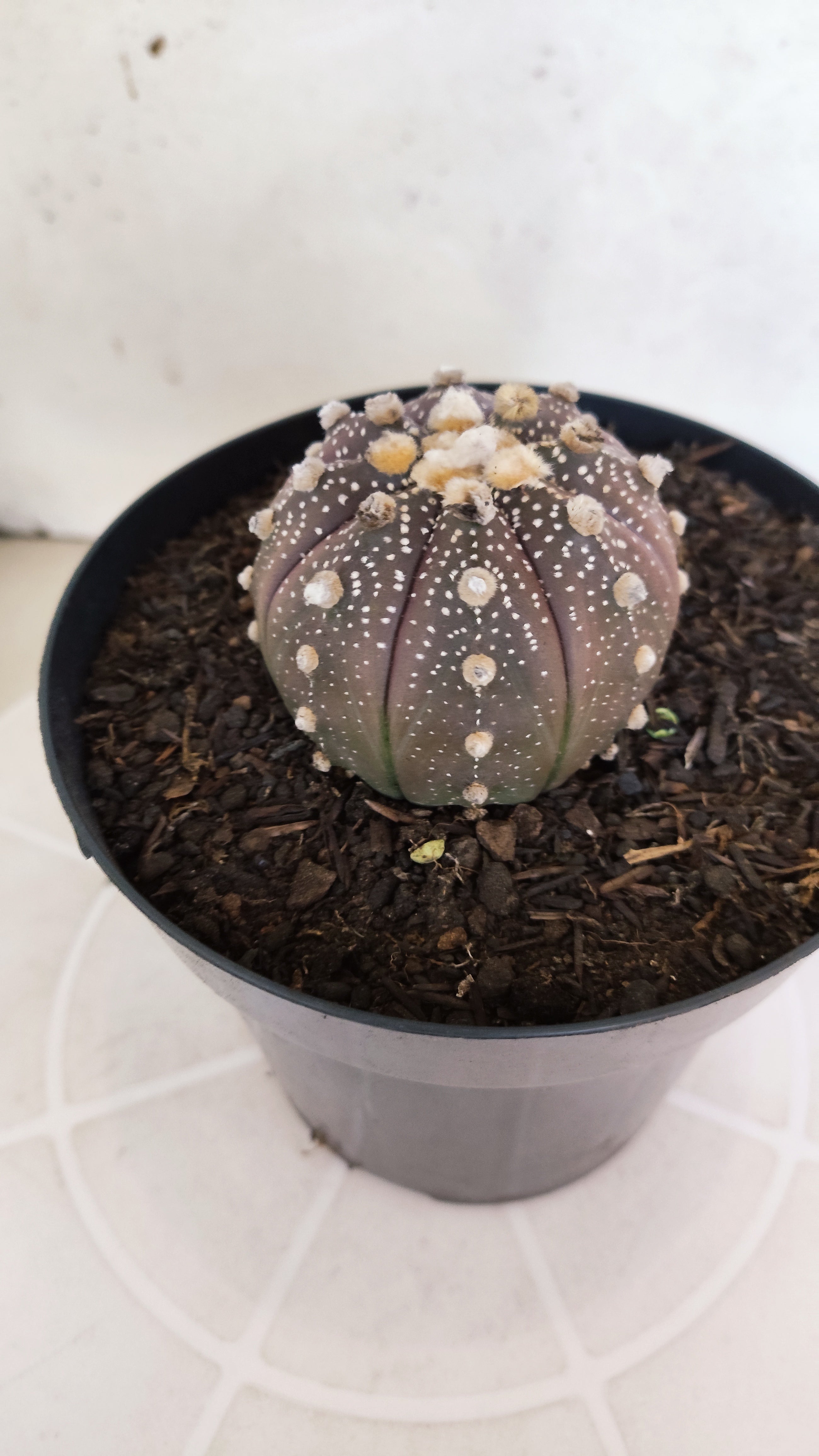 ASTROPHYTUM ASTERIAS “Purple”  Nº 66 – vaso 15