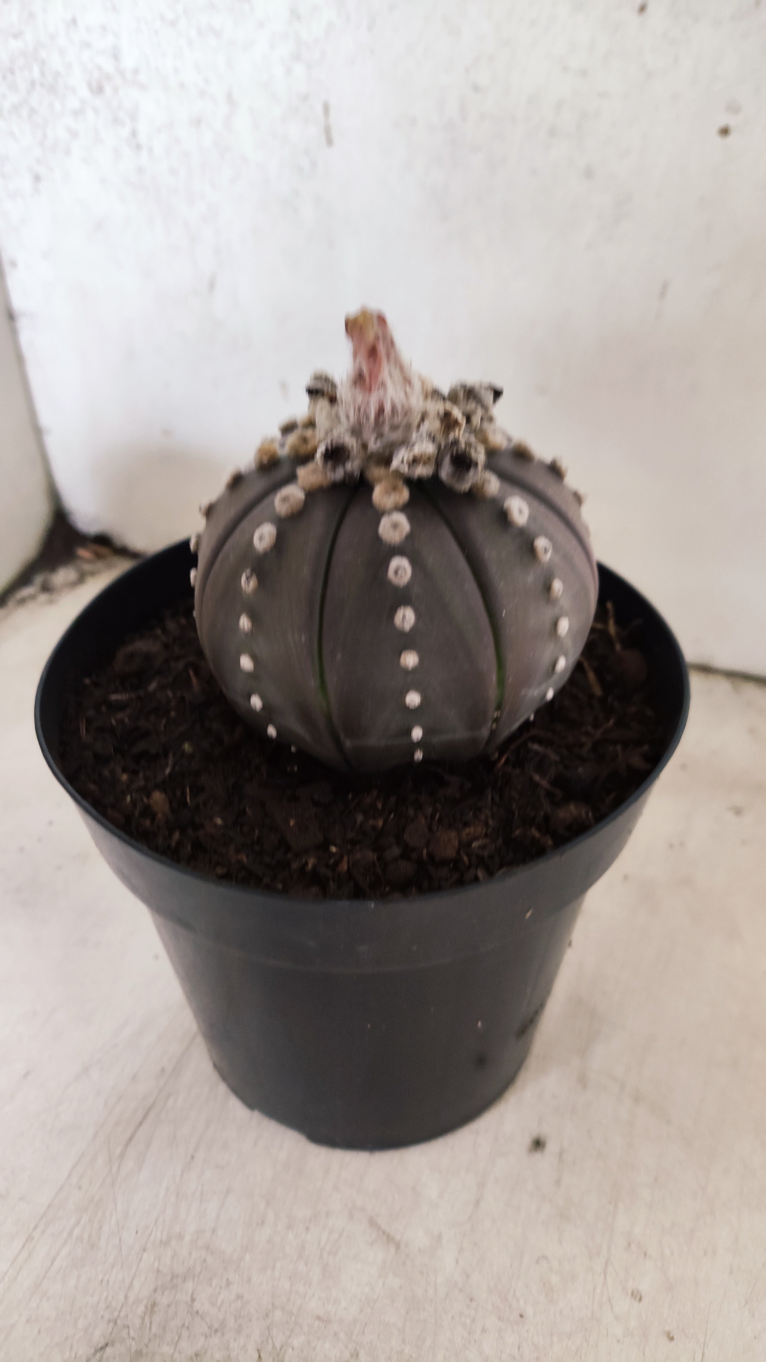 MATRIZ ASTROPHYTUM ASTERIAS “Purple”  Nº 66 – vaso 15