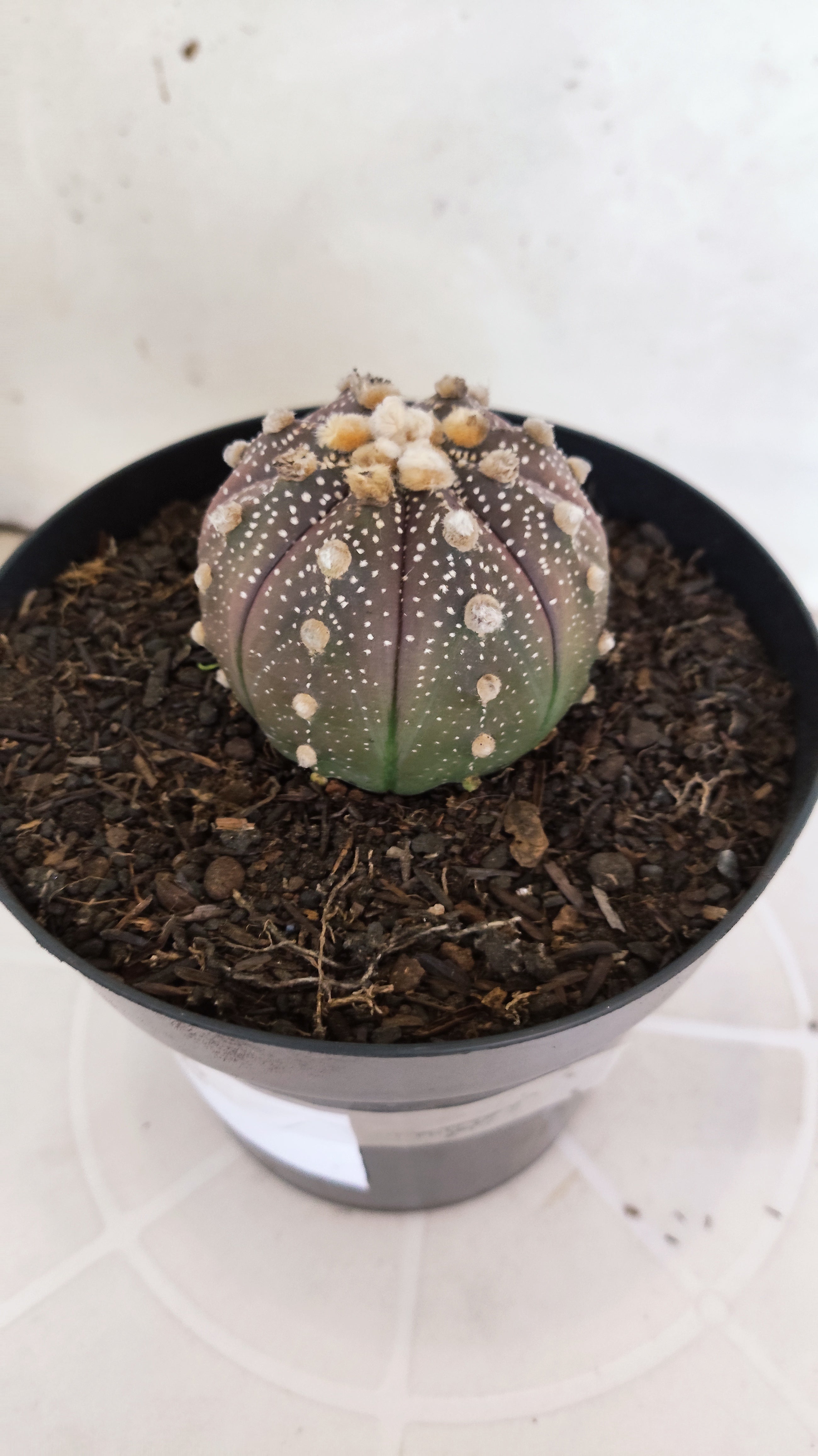 ASTROPHYTUM ASTERIAS “Purple”  Nº 66 – vaso 15