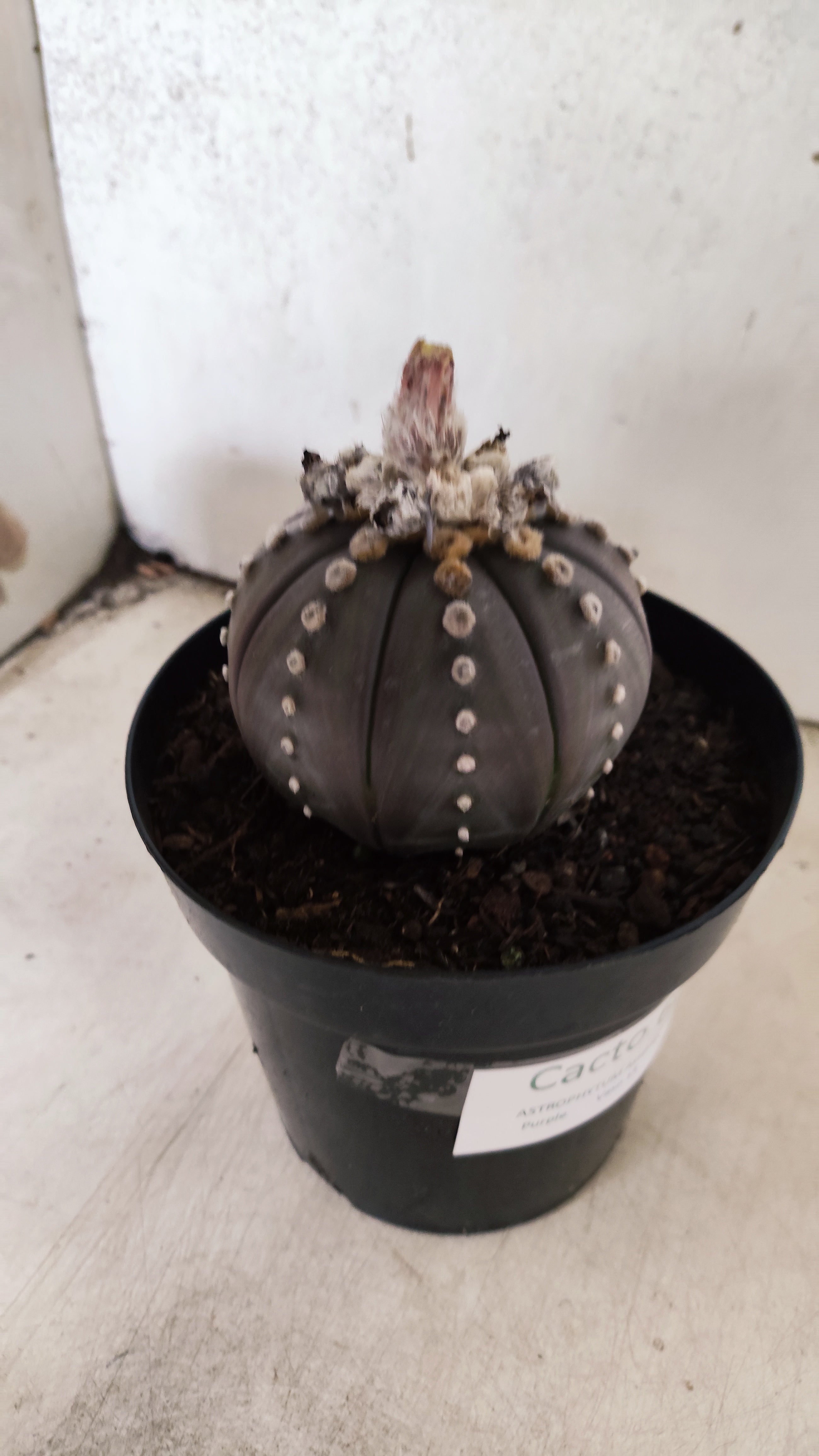 MATRIZ ASTROPHYTUM ASTERIAS “Purple”  Nº 66 – vaso 15
