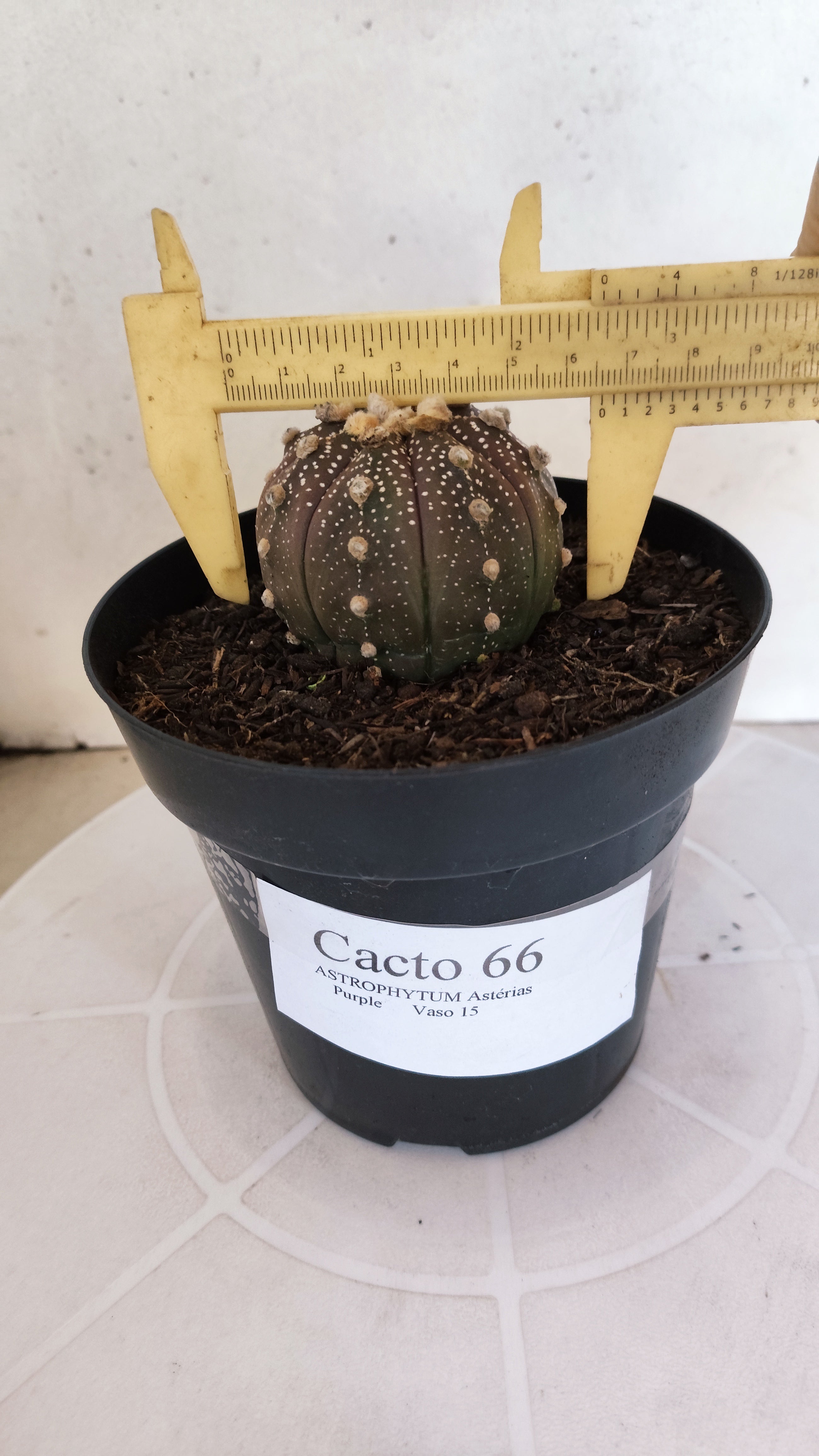 ASTROPHYTUM ASTERIAS “Purple”  Nº 66 – vaso 15