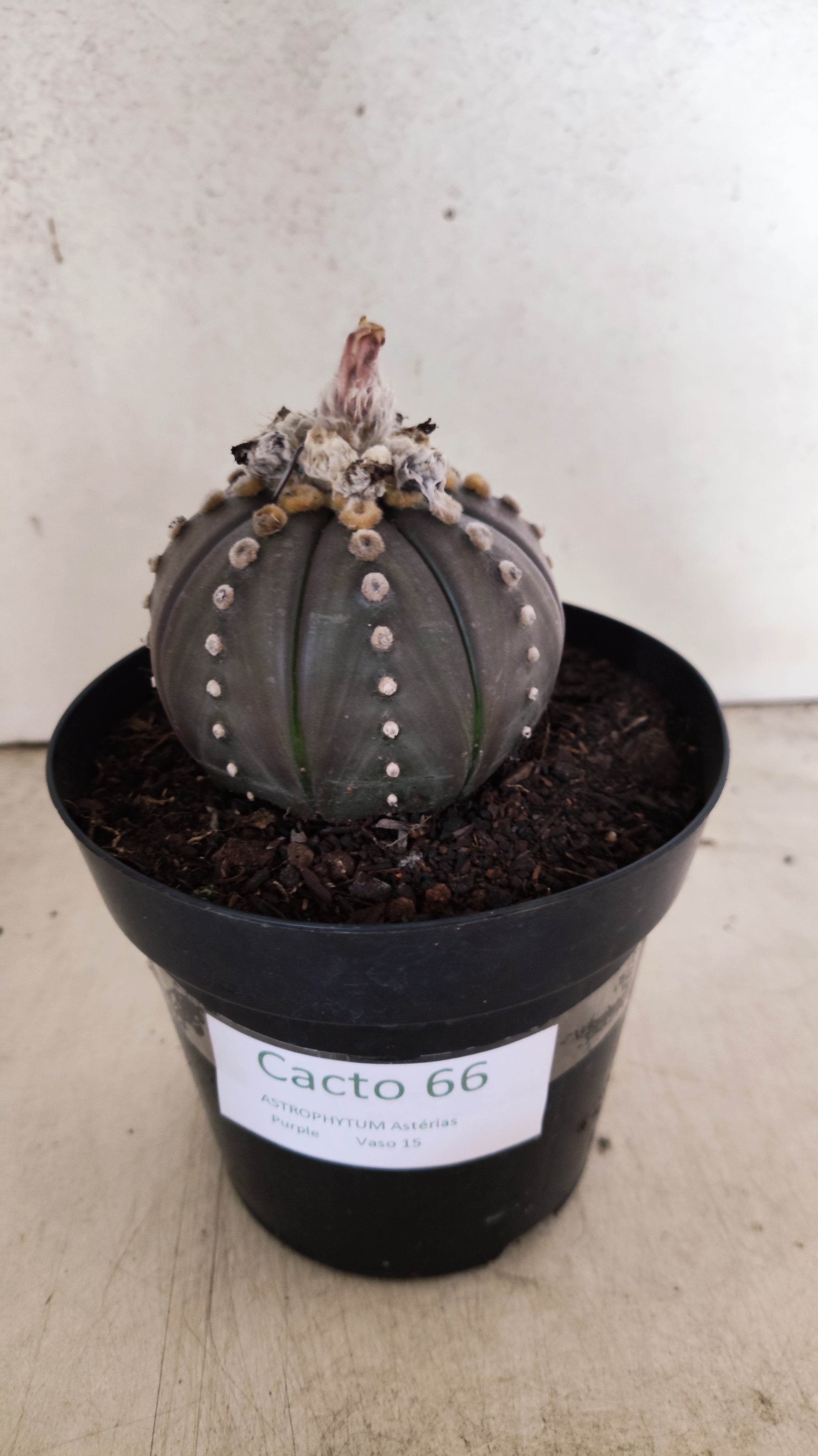 MATRIZ ASTROPHYTUM ASTERIAS “Purple”  Nº 66 – vaso 15